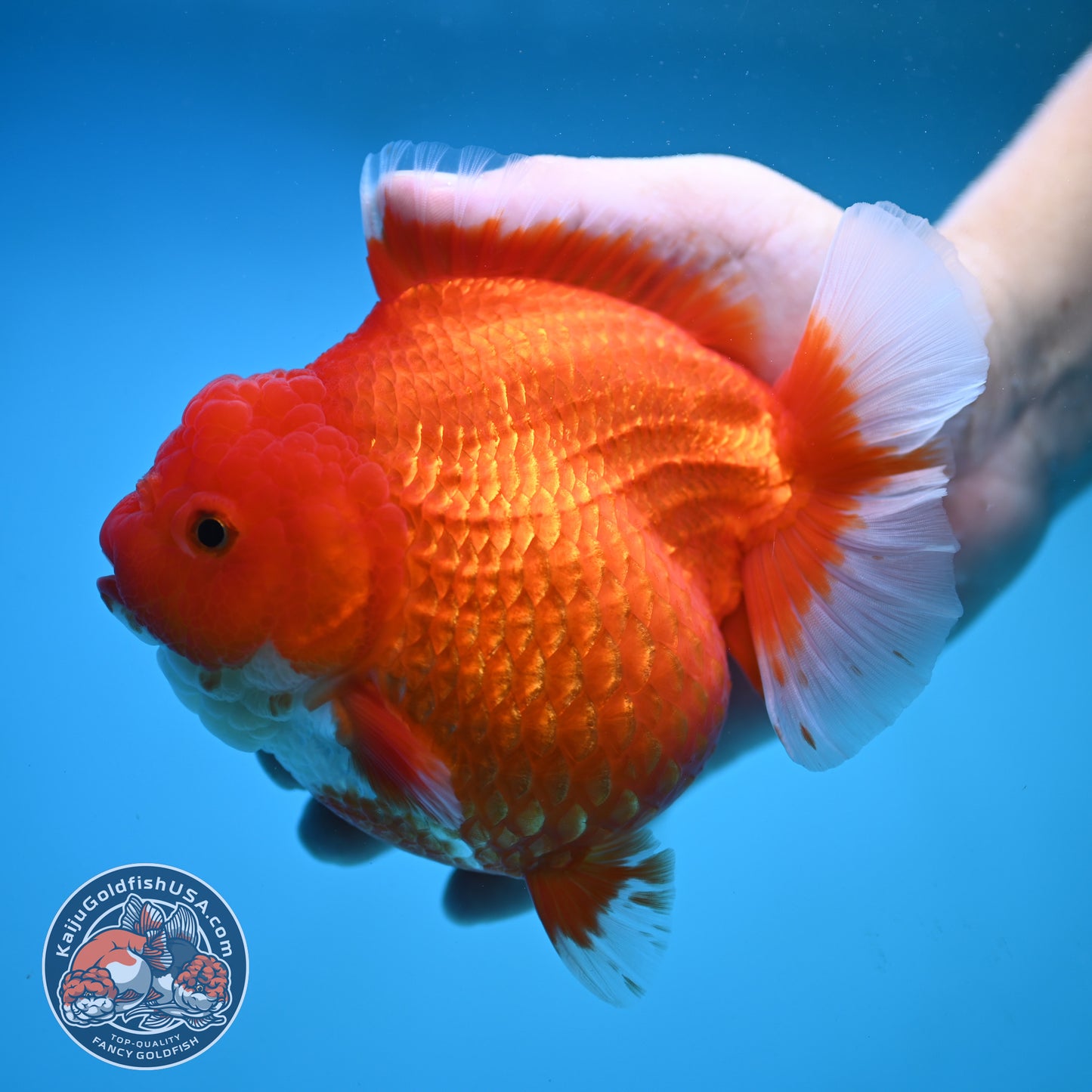 Jumbo Red White Oranda 5 inch Body (250905_OR02)