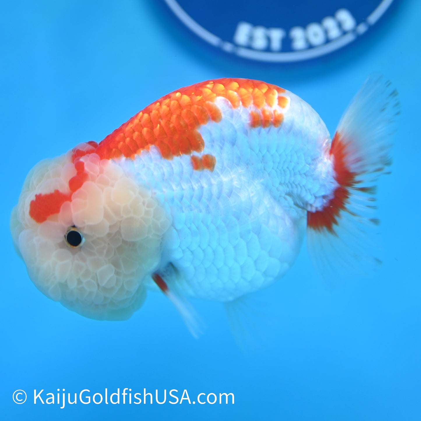 Red White Buffalo Ranchu 4.5 inches (240412_RC02) - Kaiju Goldfish USA