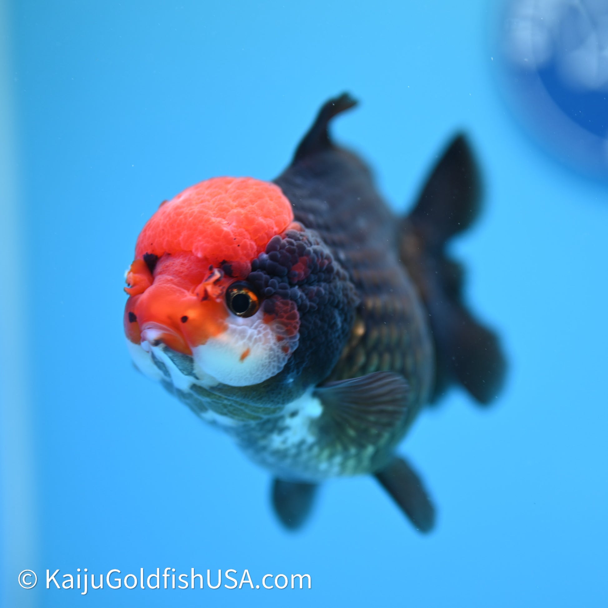 Black/Gold Red Cap YuanBao Oranda 4in body (240607_OR02) - Kaiju Goldfish USA