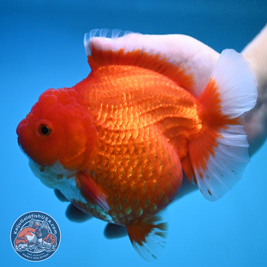 Jumbo Red White Oranda 5 inch Body (250905_OR02)