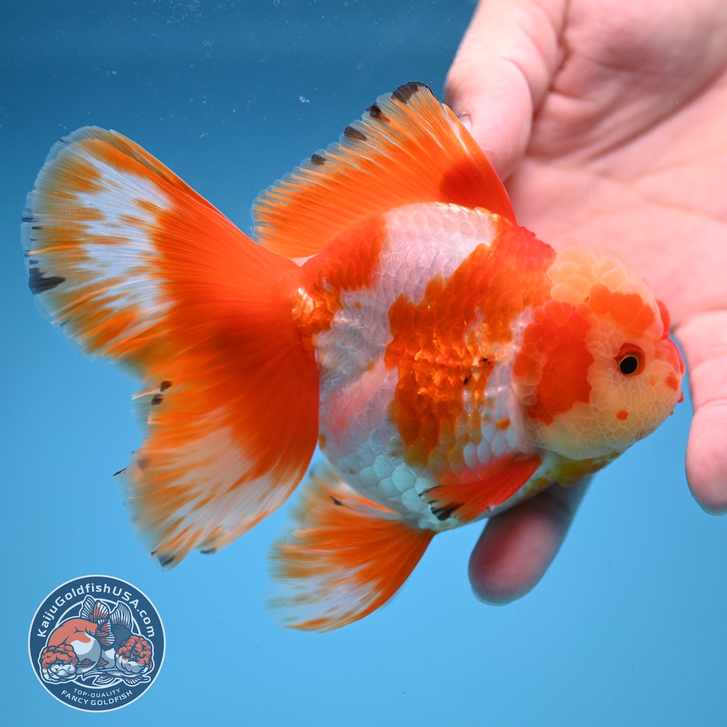 Orchid Tail Red White Oranda 3.5 inch Body (250822_OR02)