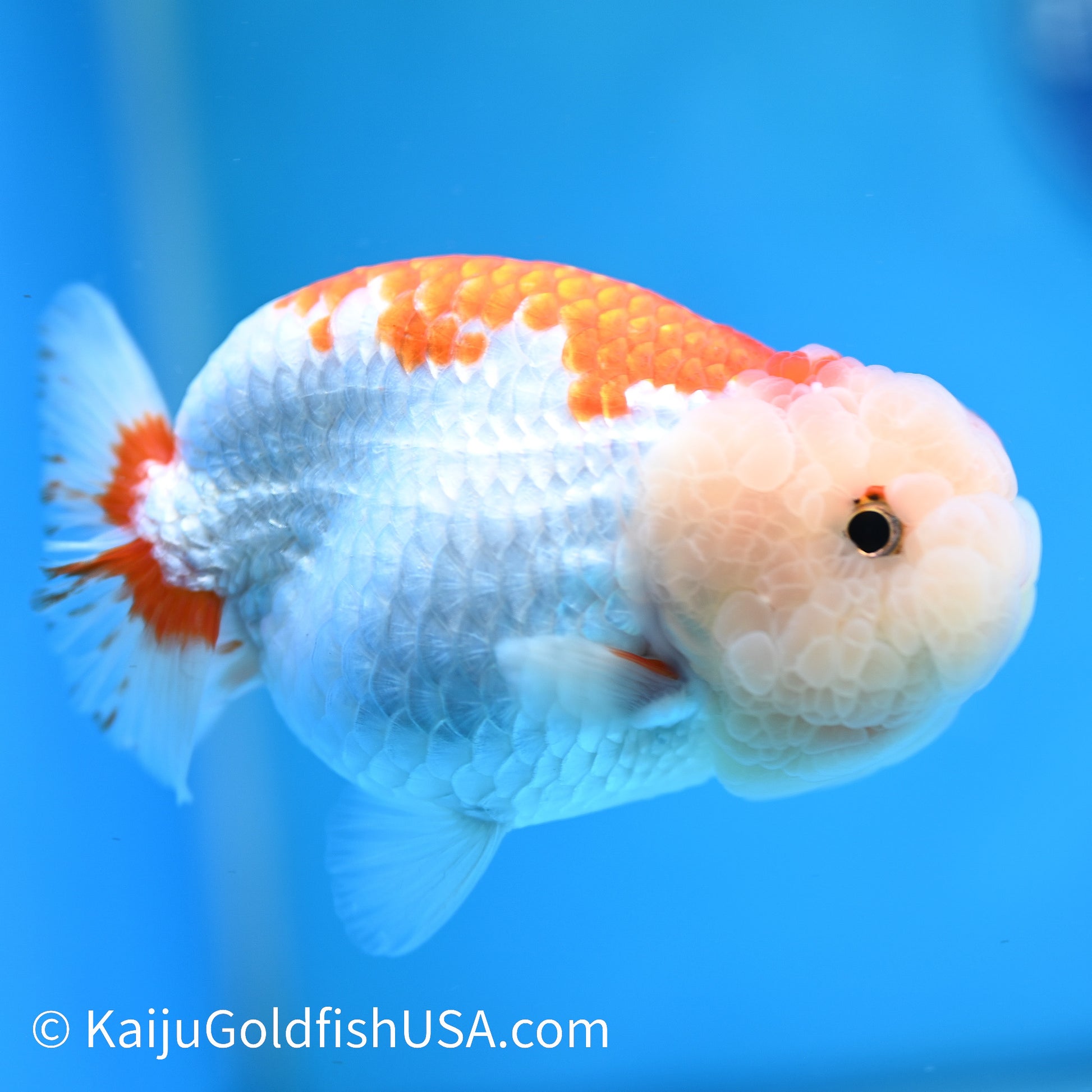 Red White Buffalo Ranchu 4.5 inches (240412_RC02) - Kaiju Goldfish USA