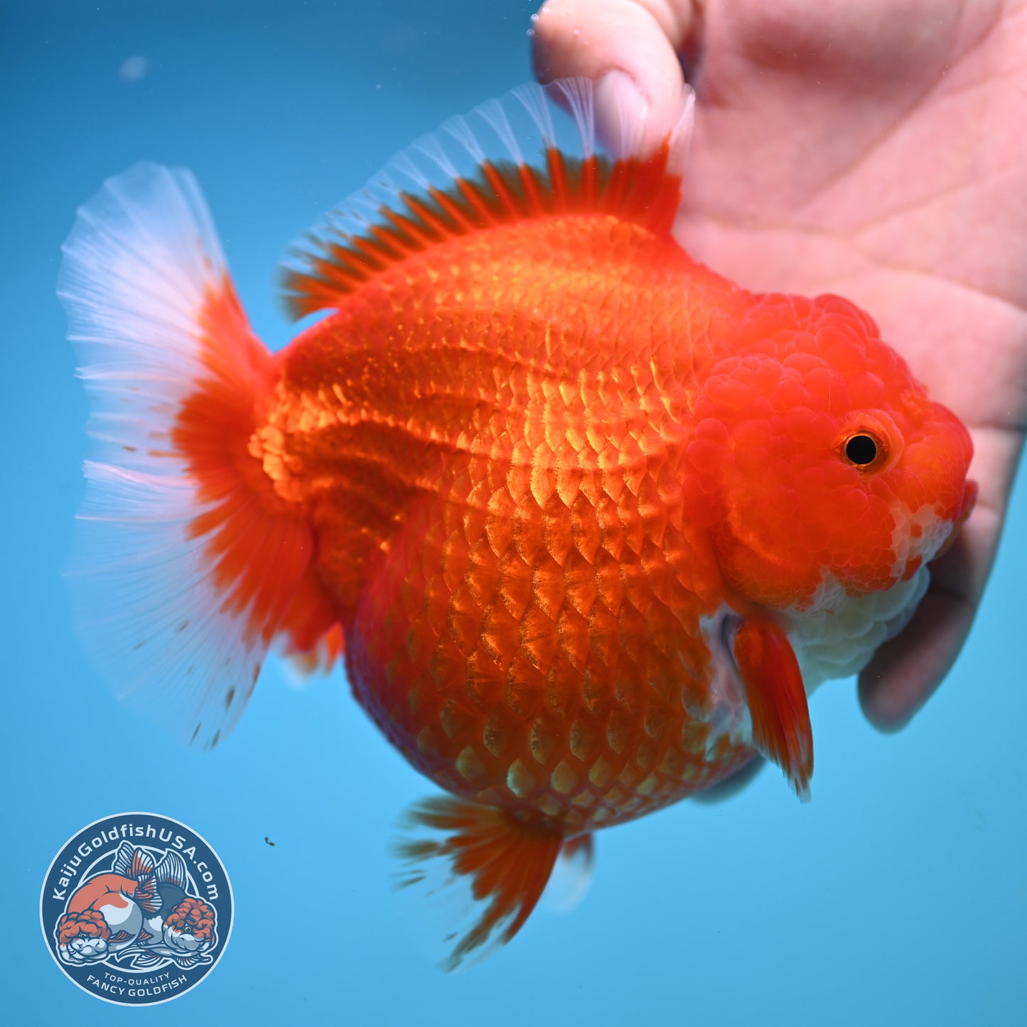 Jumbo Red White Oranda 5 inch Body (250905_OR02)