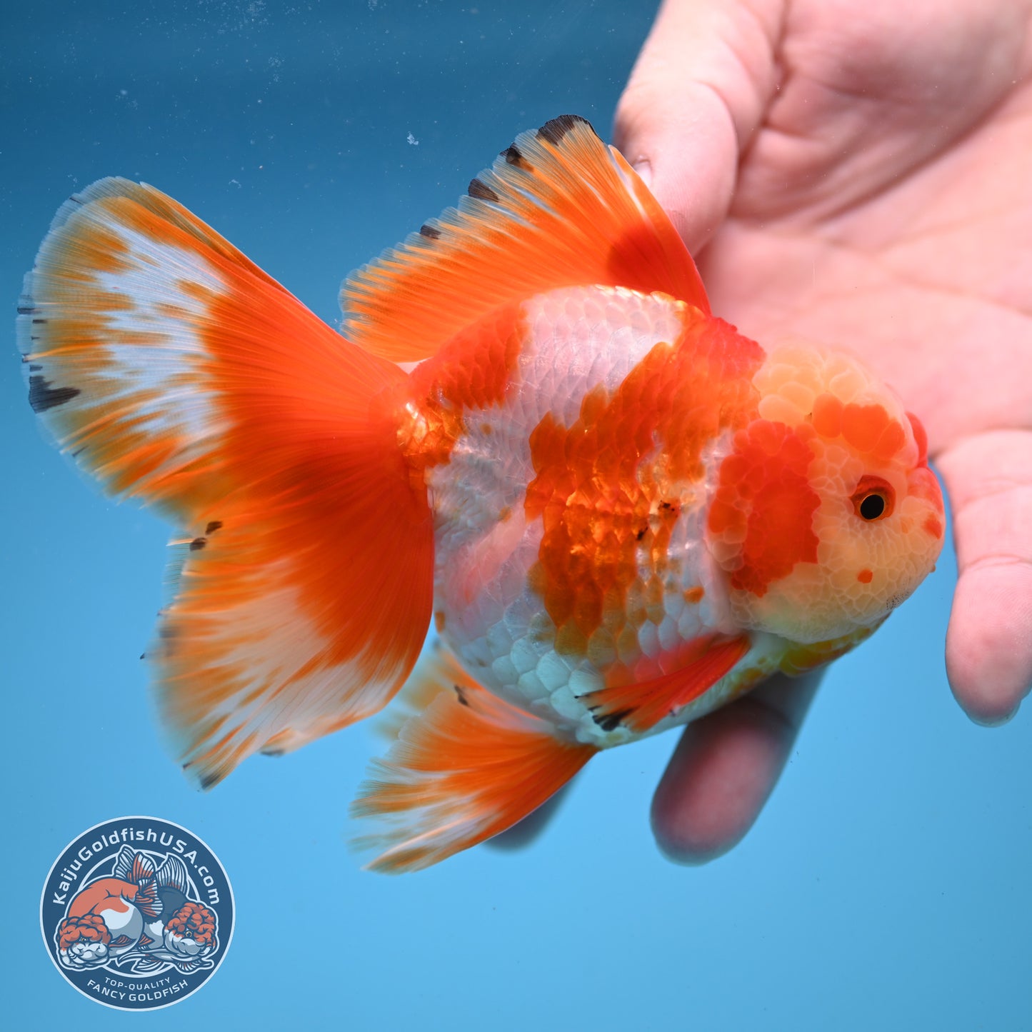 Orchid Tail Red White Oranda 3.5 inch Body (250822_OR02)