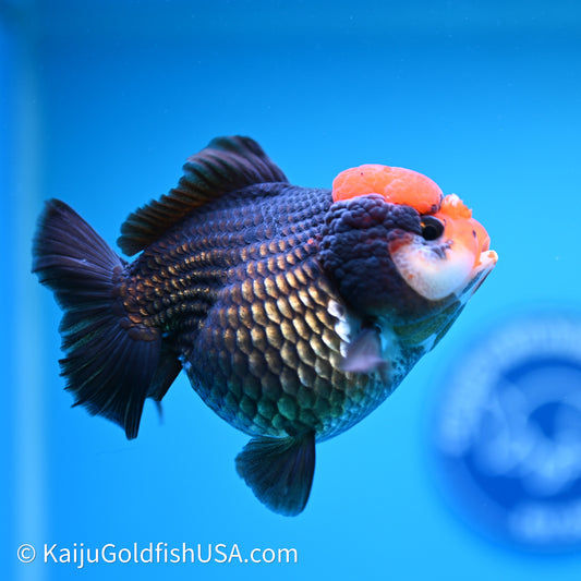 Black/Gold Red Cap YuanBao Oranda 4in body (240607_OR02) - Kaiju Goldfish USA