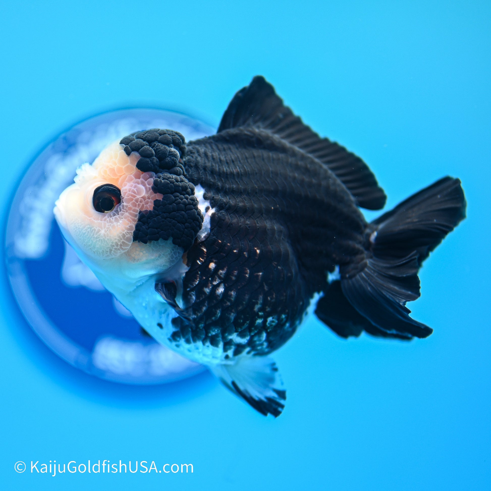 Panda YuanBao Oranda 3.5in body (240524_OR02) - Kaiju Goldfish USA