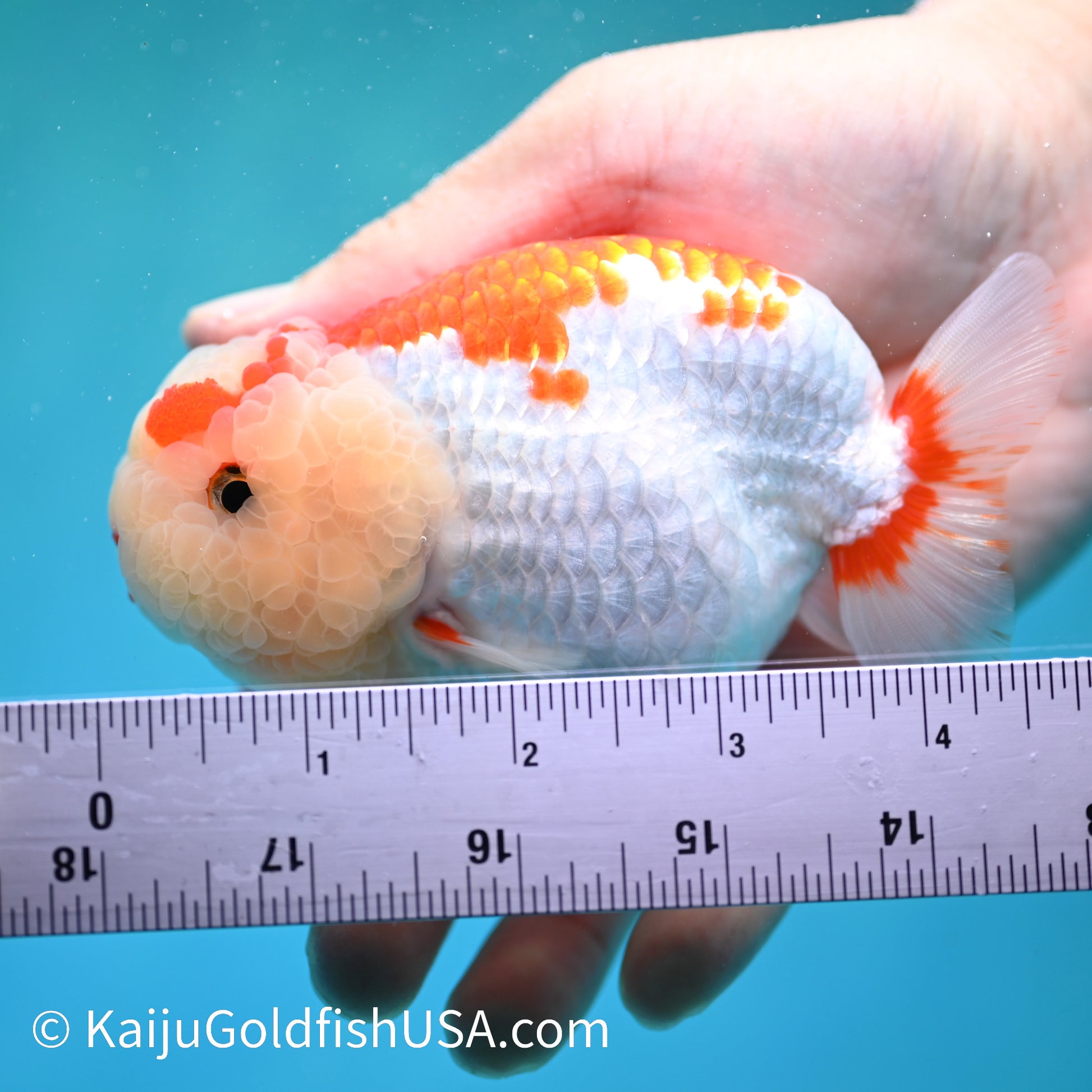 Red White Buffalo Ranchu 4.5 inches (240412_RC02) - Kaiju Goldfish USA