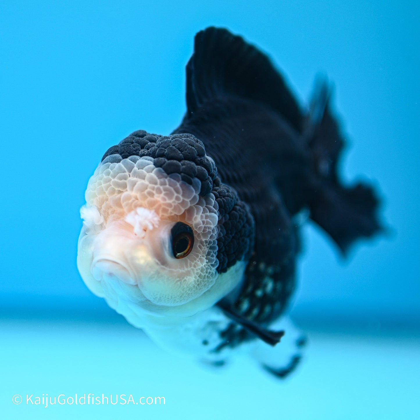 Panda YuanBao Oranda 3.5in body (240524_OR02) - Kaiju Goldfish USA