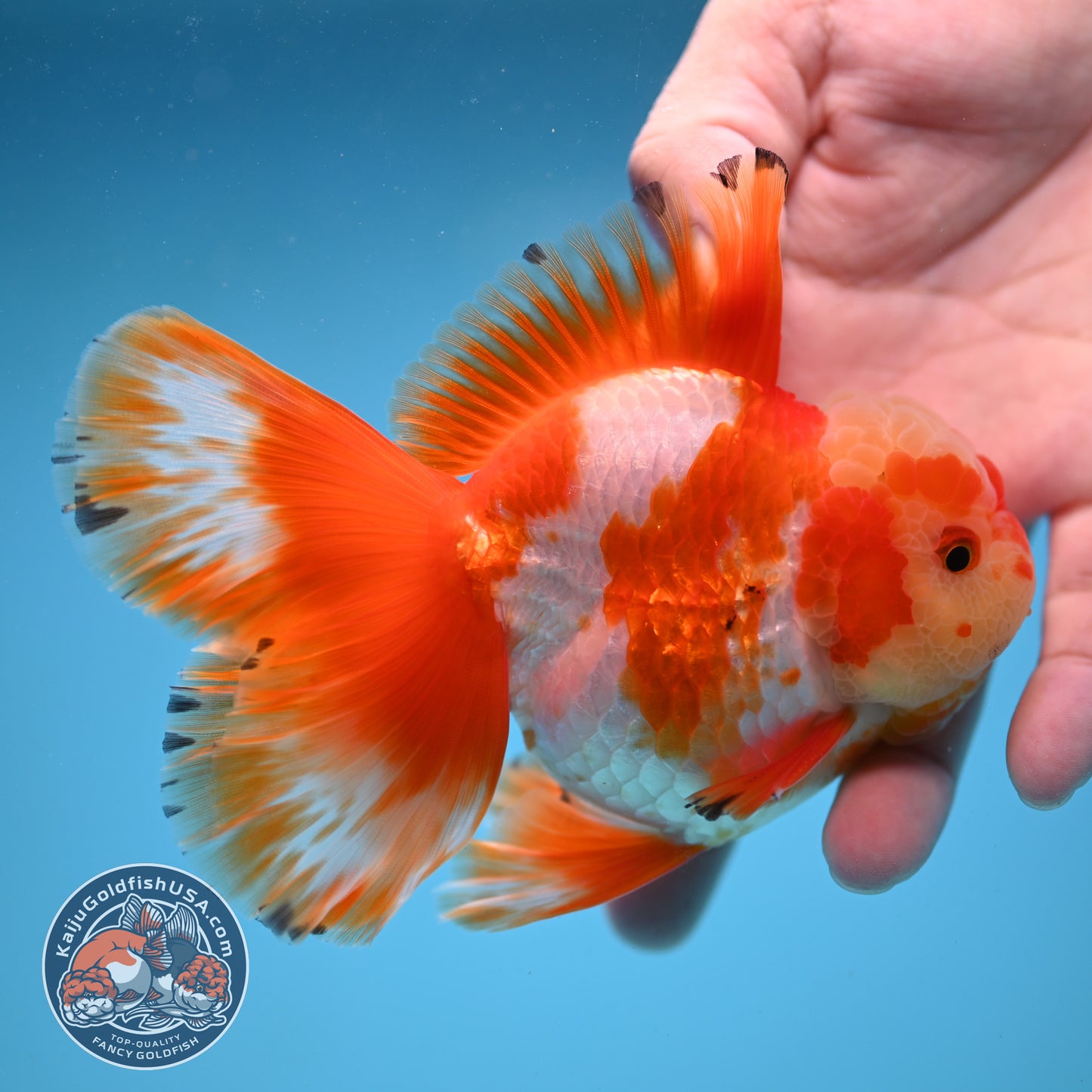Orchid Tail Red White Oranda 3.5 inch Body (250822_OR02)