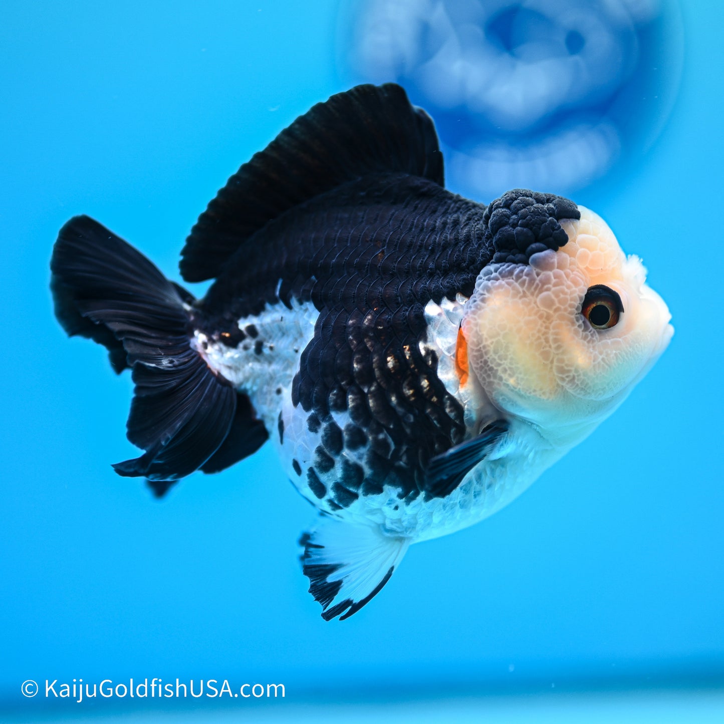 Panda YuanBao Oranda 3.5in body (240524_OR02) - Kaiju Goldfish USA