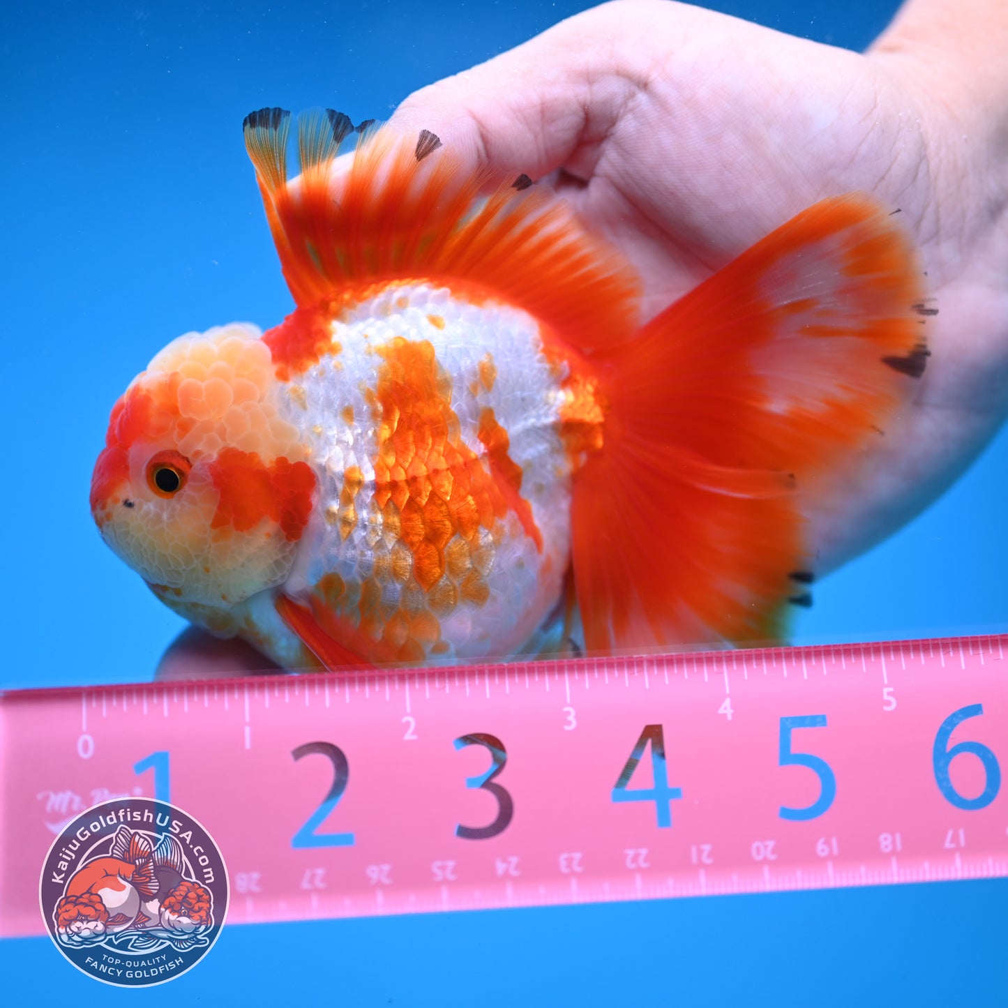 Orchid Tail Red White Oranda 3.5 inch Body (250822_OR02)