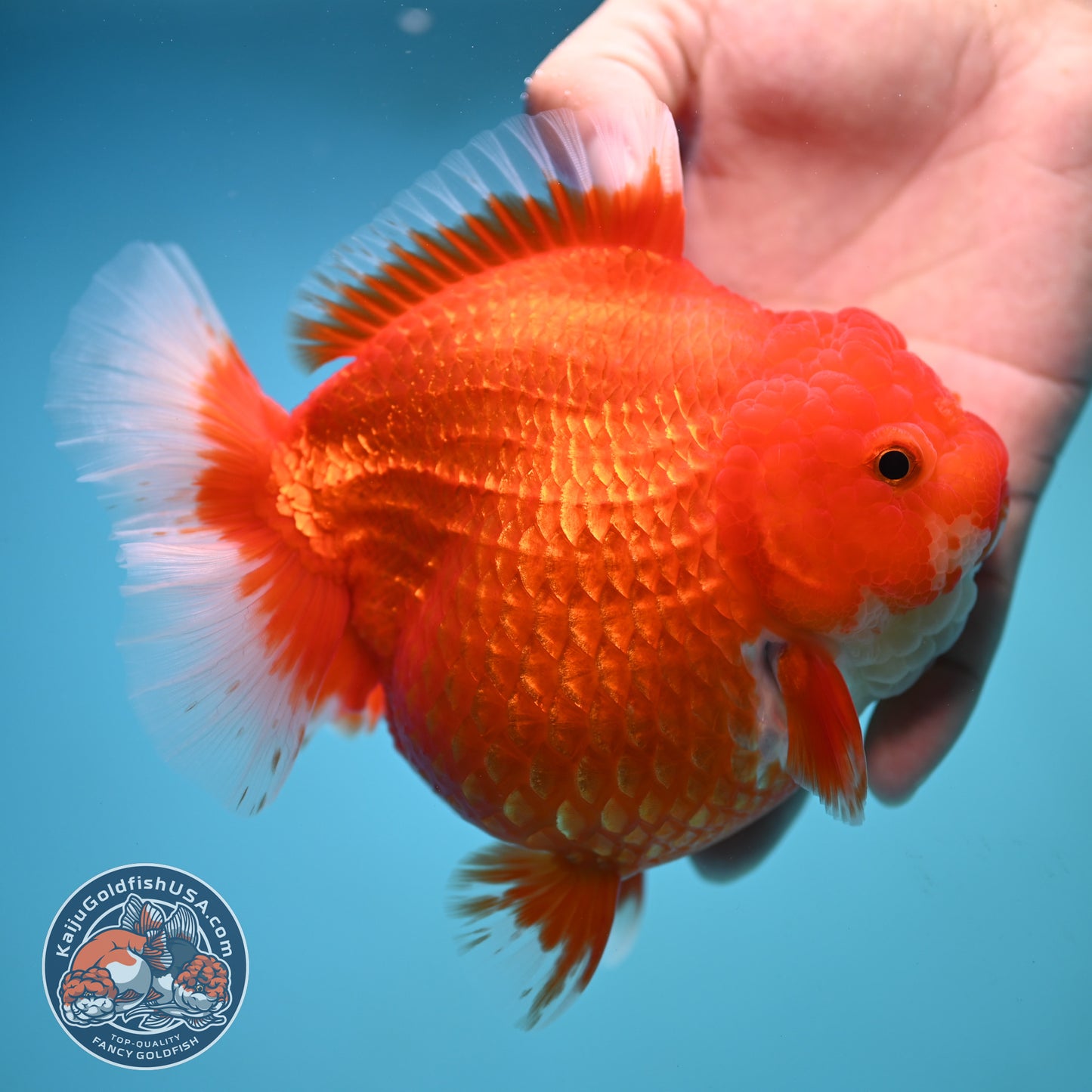 Jumbo Red White Oranda 5 inch Body (250905_OR02)