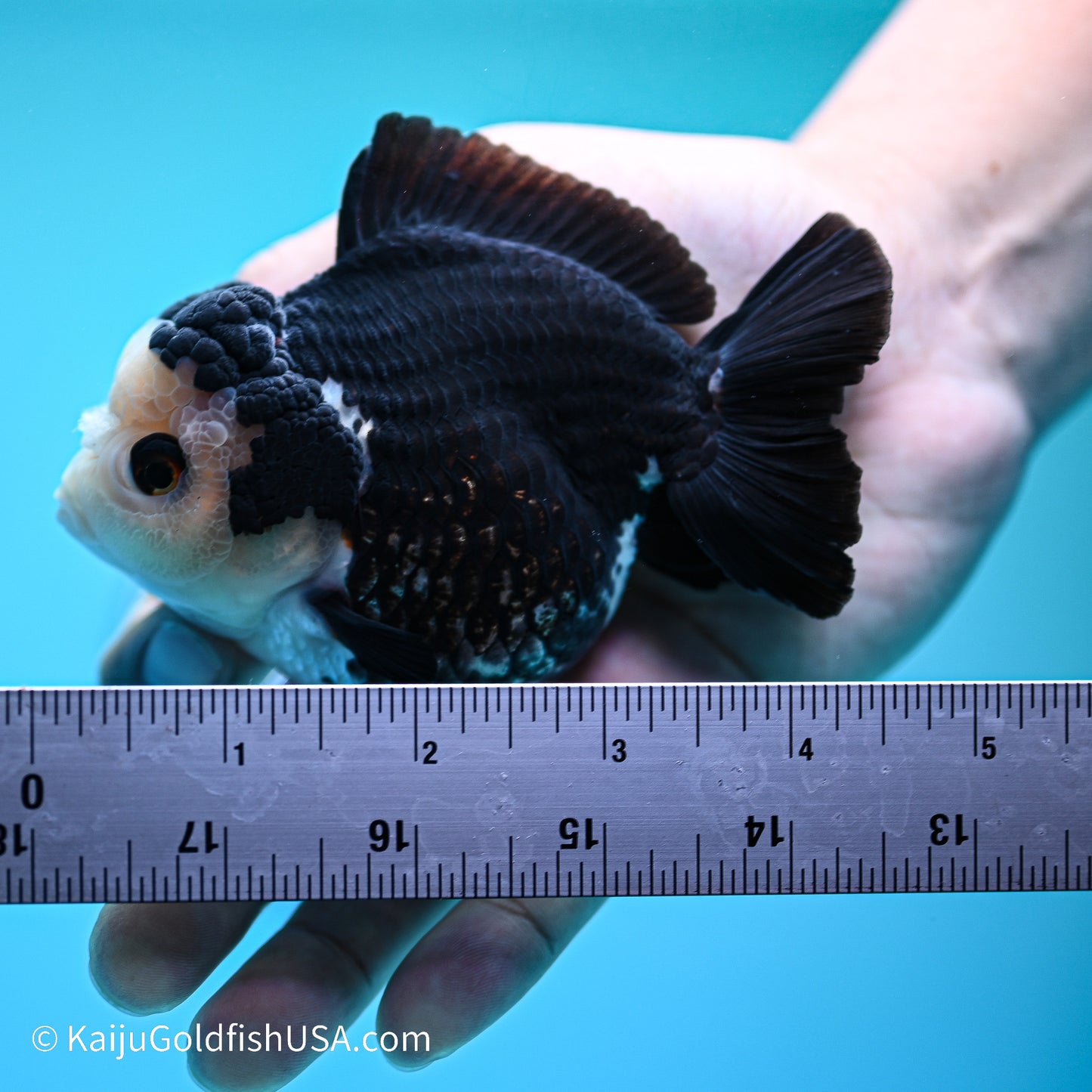 Panda YuanBao Oranda 3.5in body (240524_OR02) - Kaiju Goldfish USA