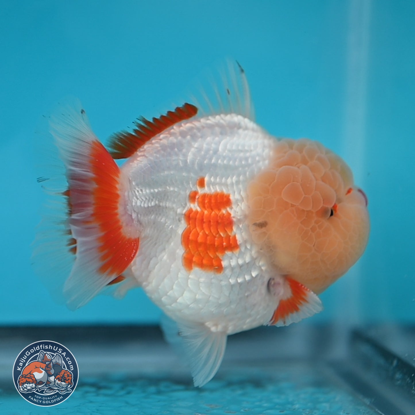 Jade Head Red White YuanBao Oranda 3.75 inches Body - Male (250131_OR02)