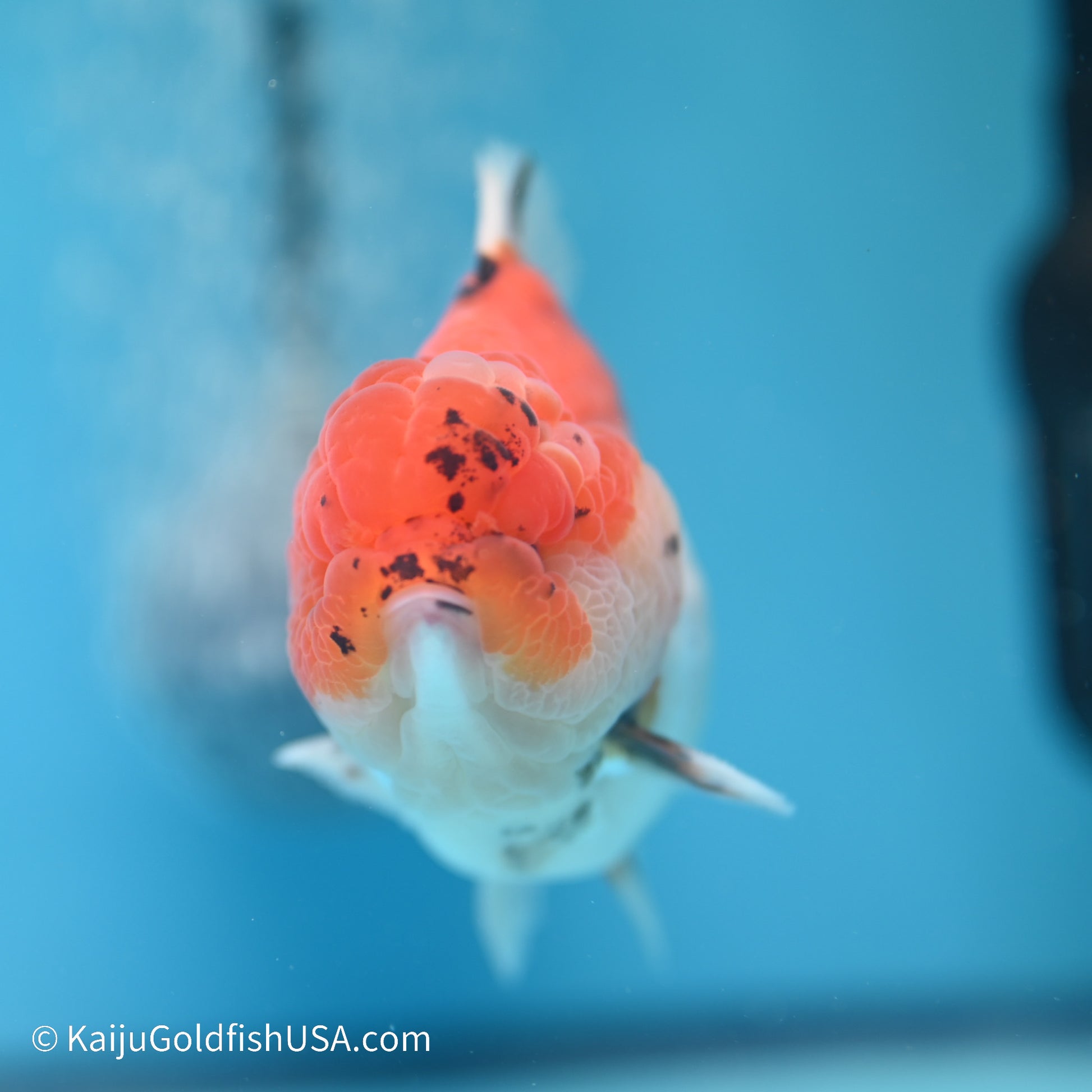 Tricolor Sakura YuanBao Oranda 3.5 inches (240517_OR02) - Kaiju Goldfish USA