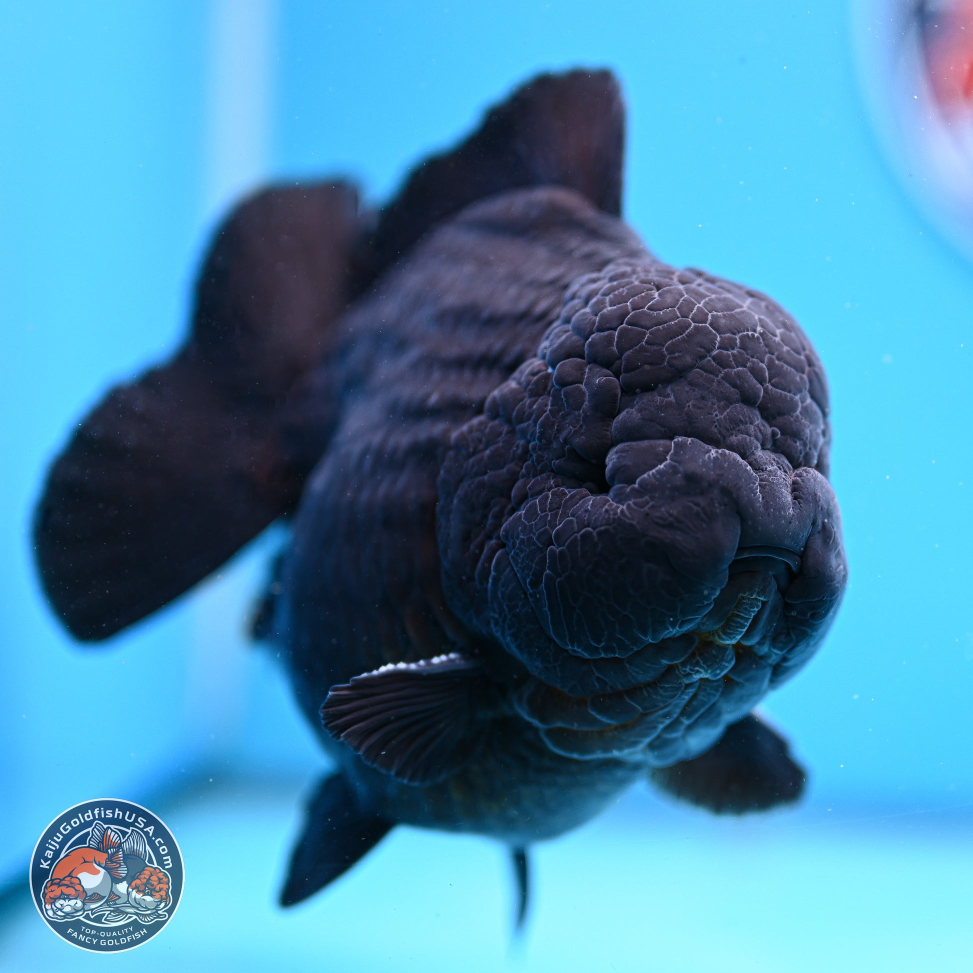 Jumbo Shogun Godzilla Jet Black Oranda 5in Body (240823_OR2) - Overnight shipping only - Kaiju Goldfish USA