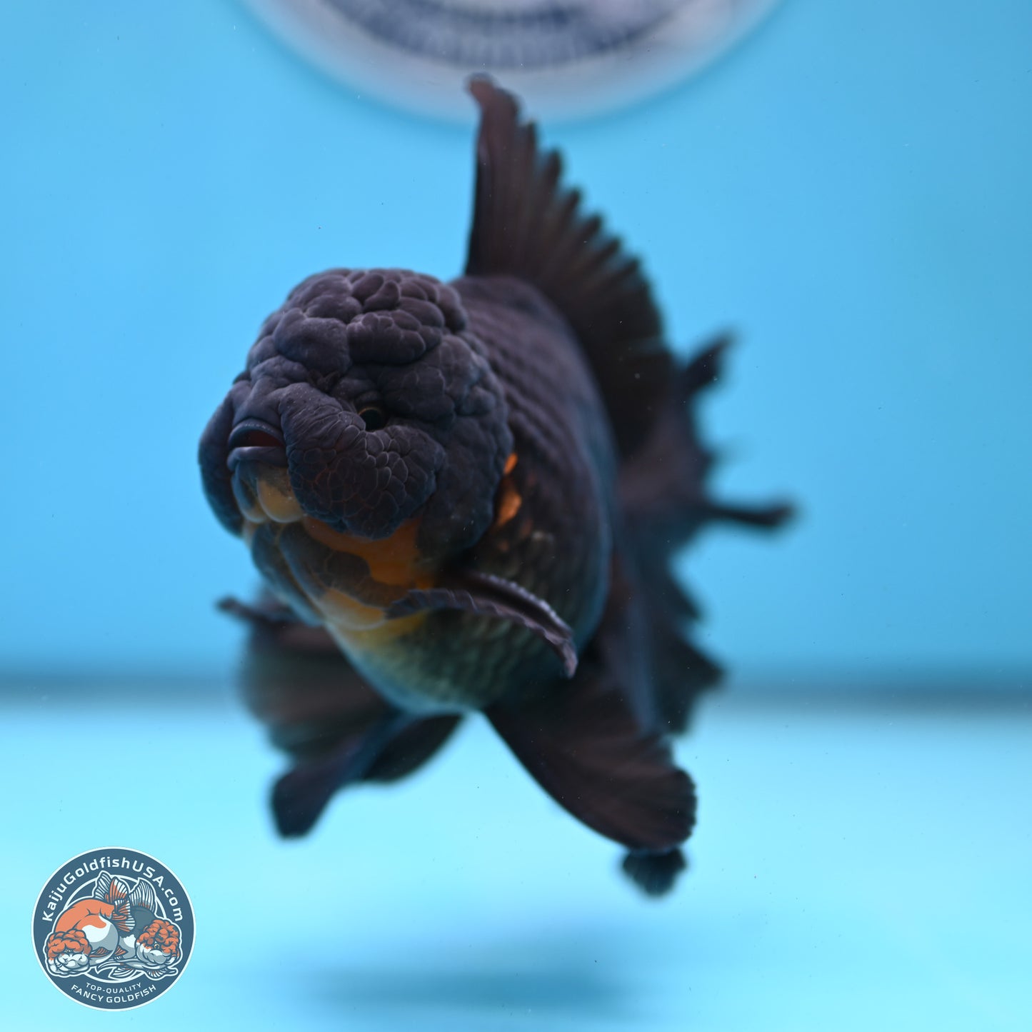 Black Orchid Tail Oranda 3.5 inches Body - Male (250228_OR02)