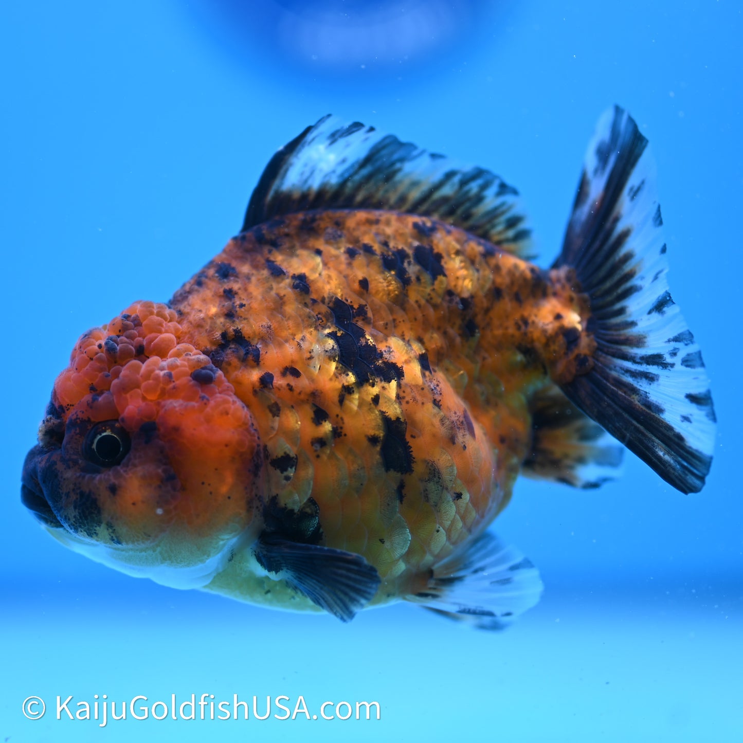 Shogun Godzilla Tiger Oranda 3.75in Body (240614_OR02) - Kaiju Goldfish USA