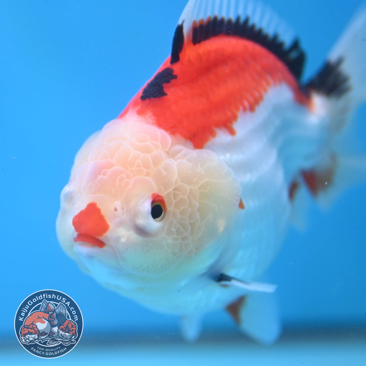 Jumbo Tricolor Oranda 5 inch Body (251003_OR02)