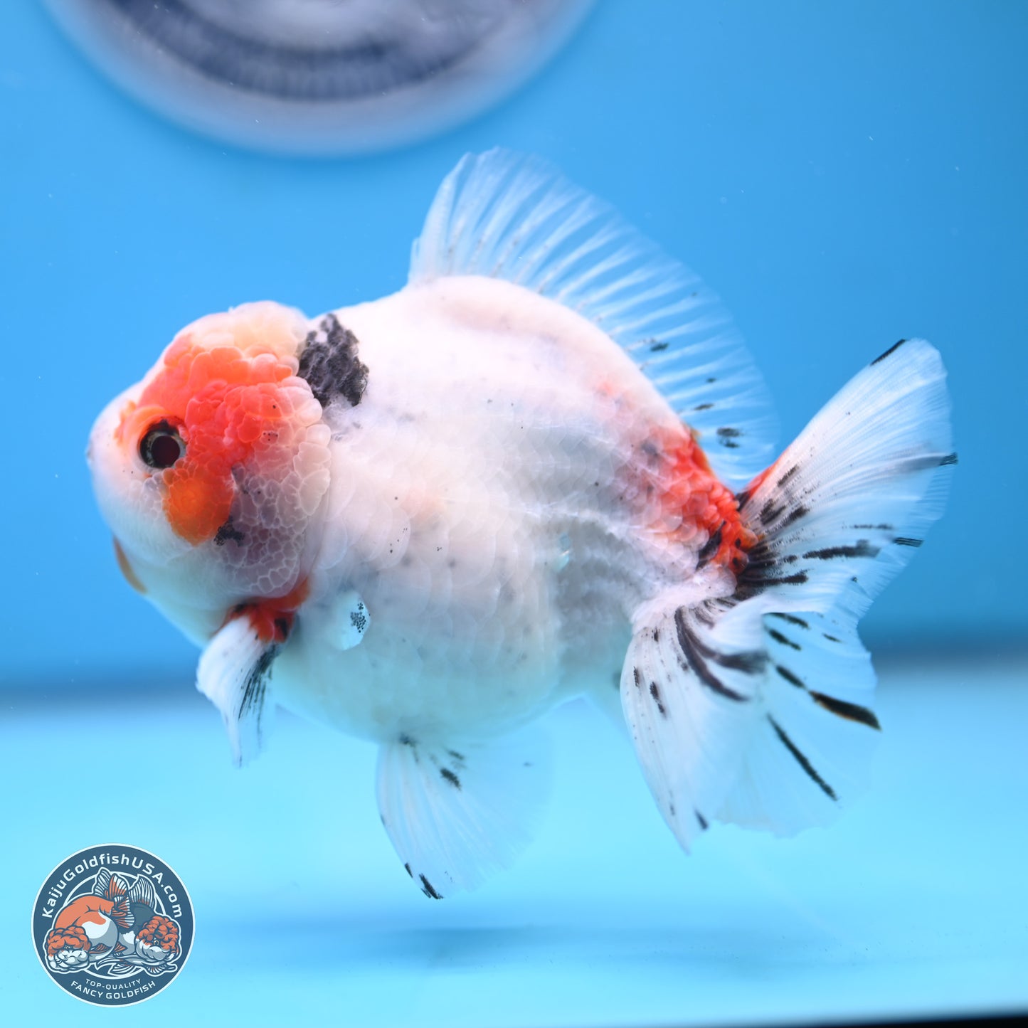 Tricolor Sakura Oranda 4.5 inches Body - Male (250117_OR02) - Kaiju Goldfish USA