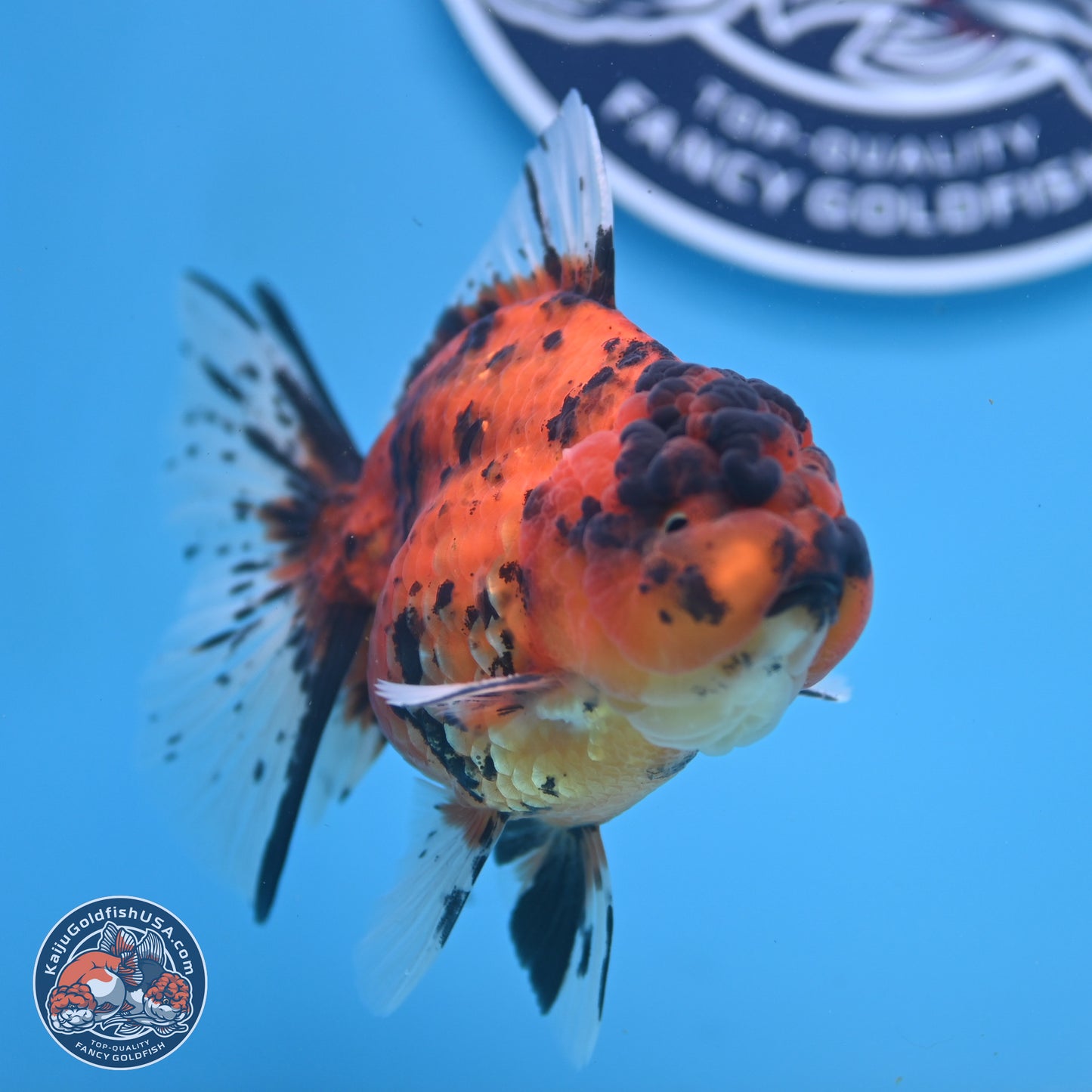 Shogun Tiger Rose Tail Oranda 3.5in Body (240802_OR02) - Kaiju Goldfish USA