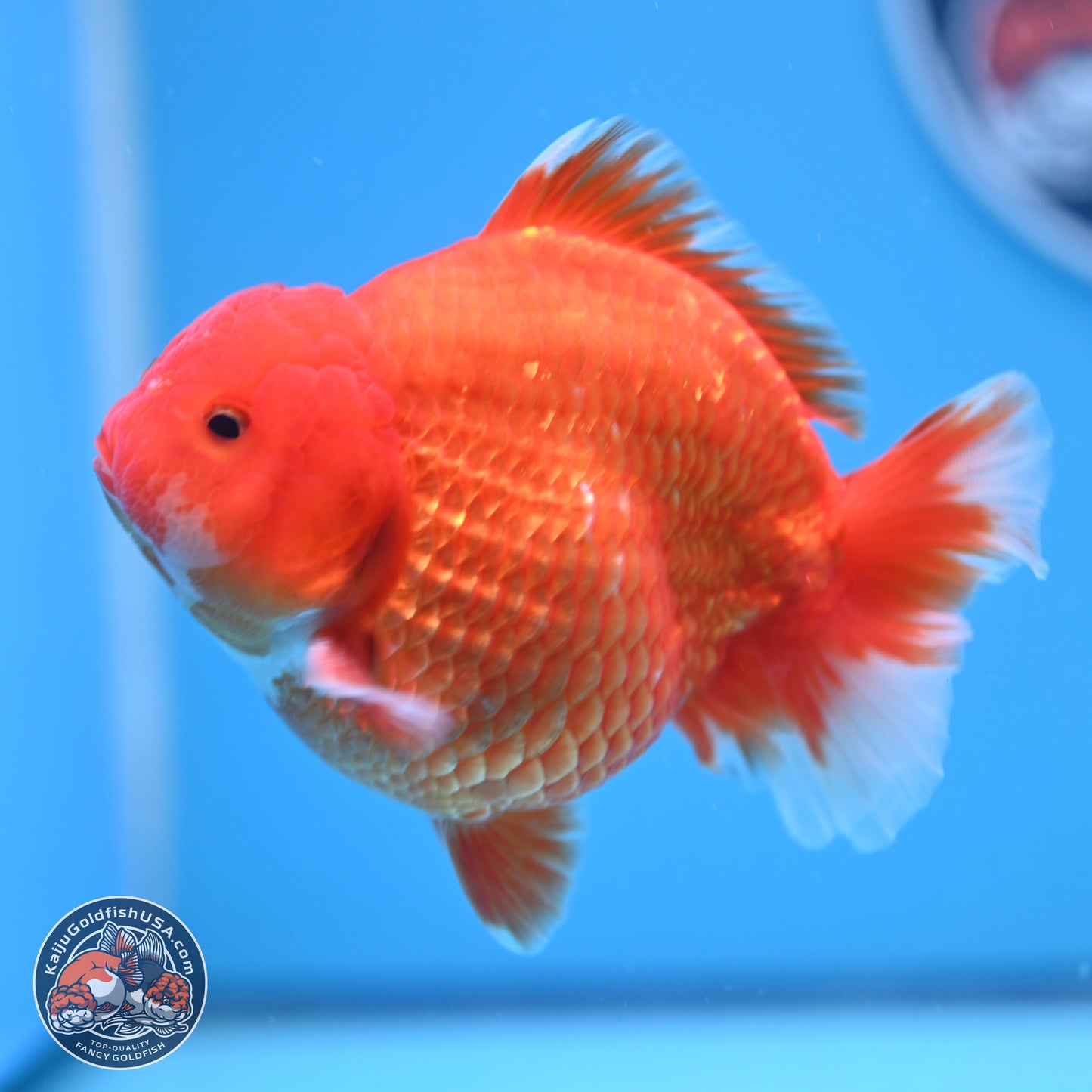 Classic Red YuanBao Oranda 4-5 inches (240920_OR02) - Kaiju Goldfish USA