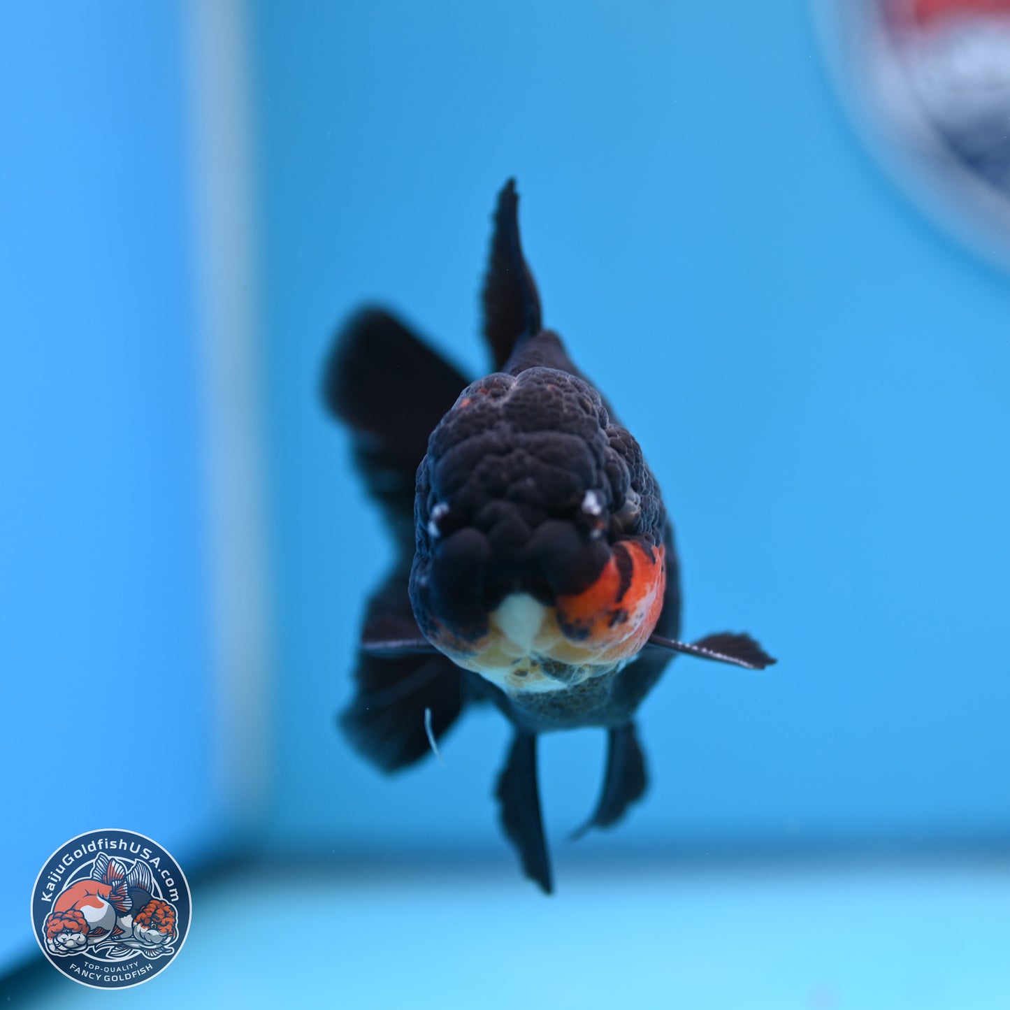 Tricolor Oranda 3.5in body (240809_OR02) - Kaiju Goldfish USA