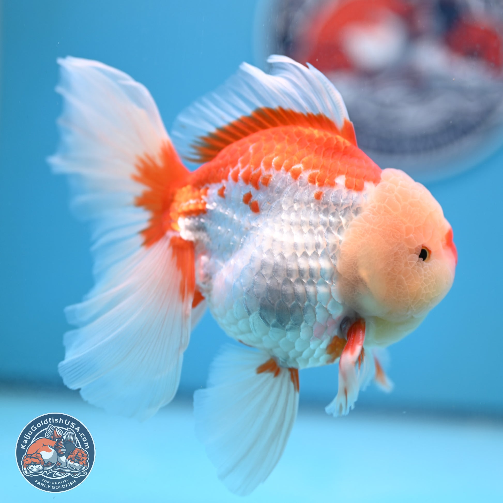 Red White Rose Tail Oranda 4-6 inches (240906_OR02) - Kaiju Goldfish USA