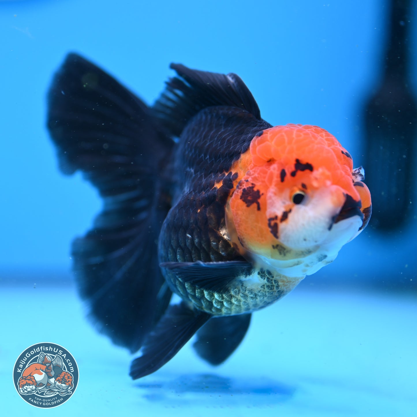 Apache Rose Tail Oranda 3.25in Body (240830_OR02) - Kaiju Goldfish USA