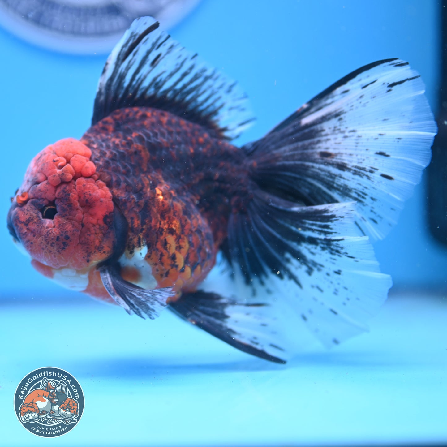 Red Kirin Rose Tail Oranda 6.5 inches - Male (241206_OR02) - Kaiju Goldfish USA