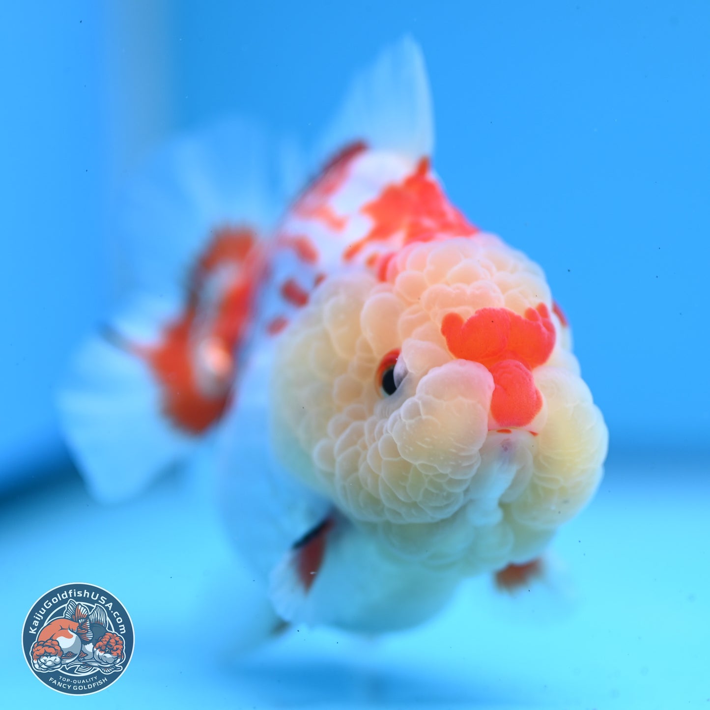 Deer Spot Red White YuanBao Oranda 3.25 inches Body - Male (241227_OR02) - Kaiju Goldfish USA