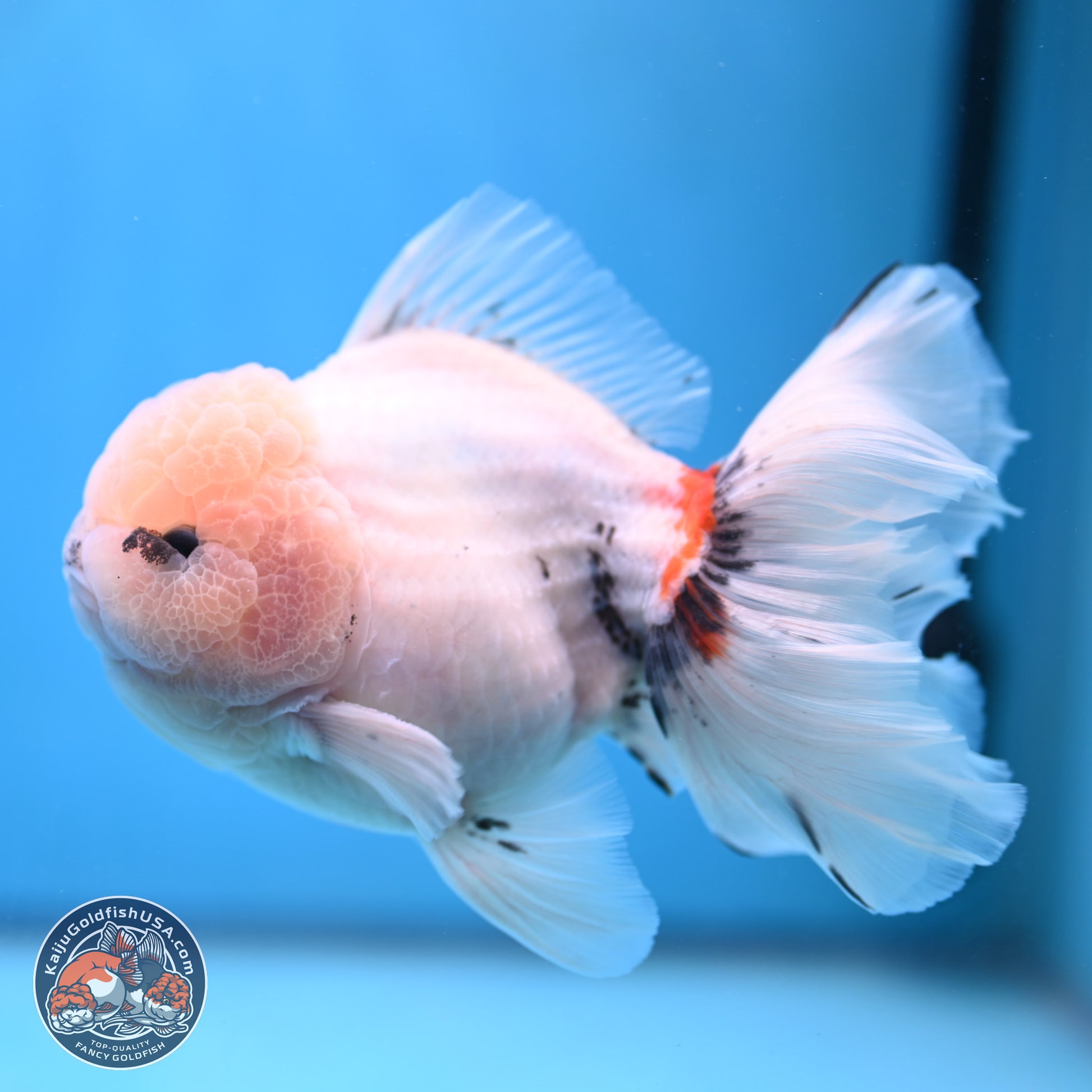 Calico Rose Tail Oranda 6 inches - Male (241115_OR02) - Kaiju Goldfish USA