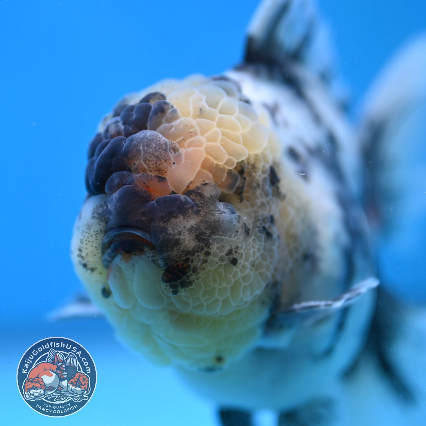 White Tiger Oranda 4 inch Body (250926_OR02)