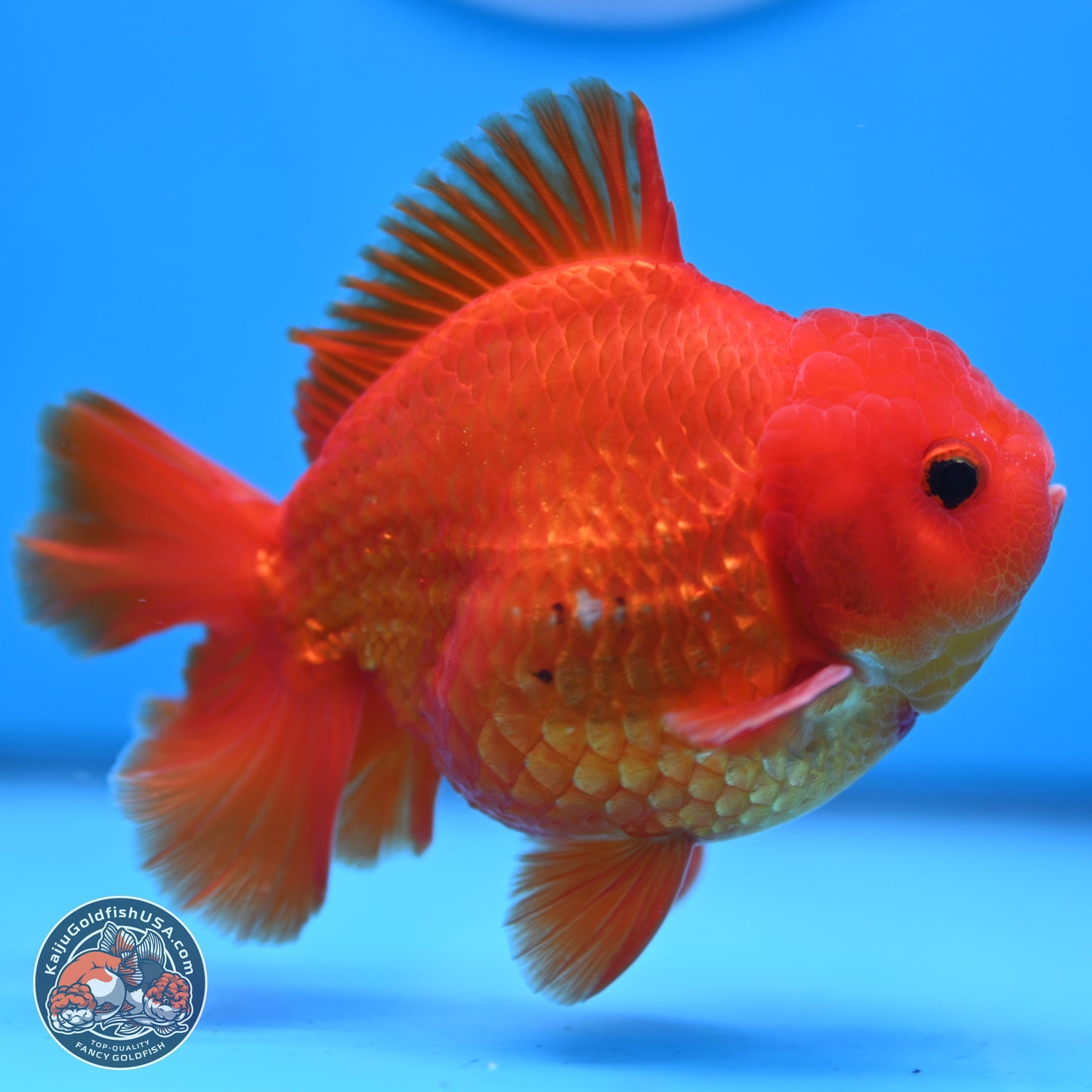 Classic Red YuanBao Oranda 4 inches Body - Male (250307_OR02)