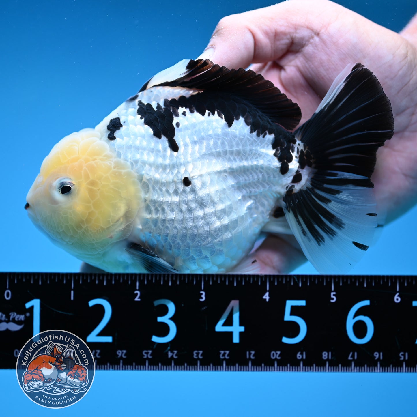 Panda Oranda 4.5 inch Body (250912_OR02)