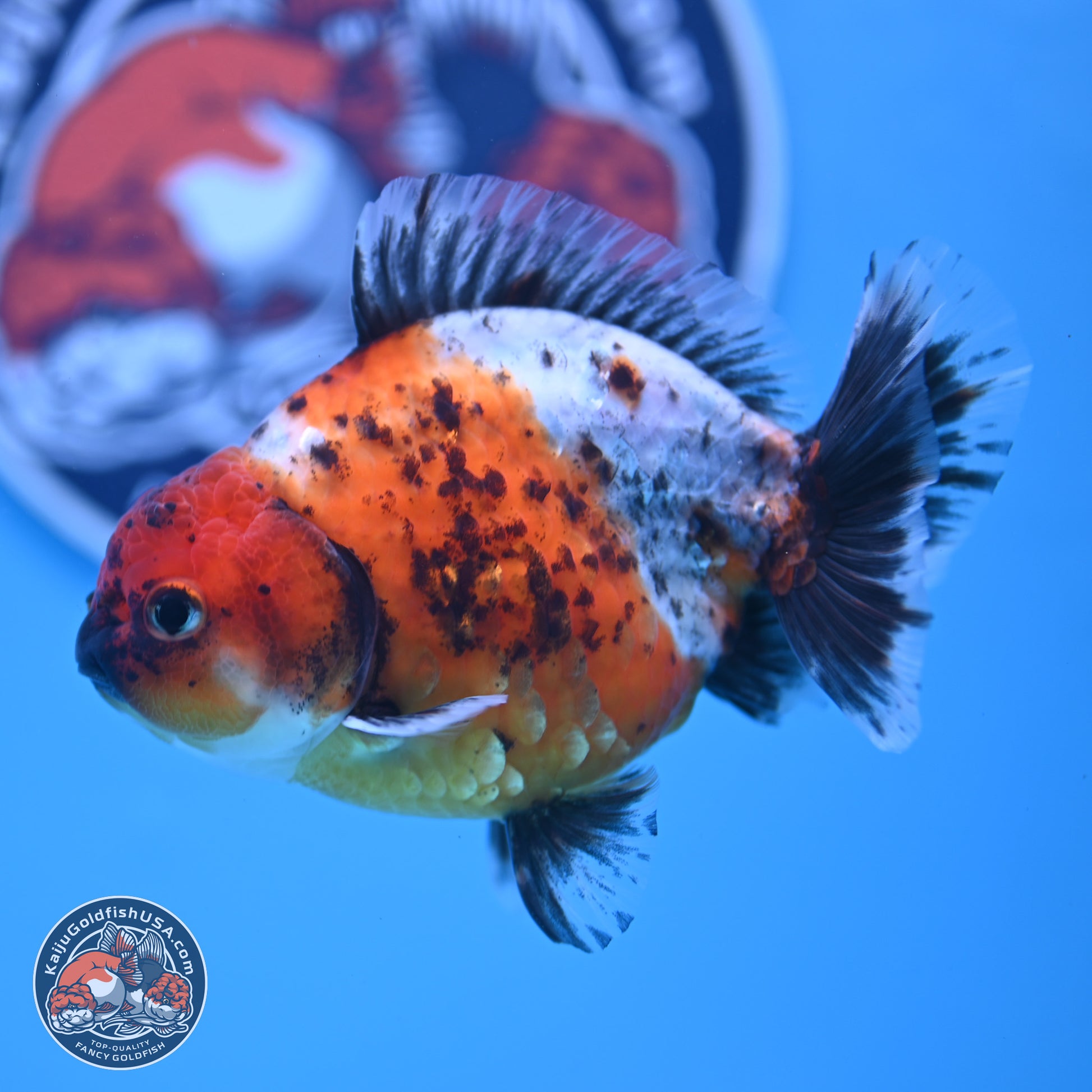 Shogun Calico Oranda 3.5-4.5 in (241011_OR02) - Kaiju Goldfish USA