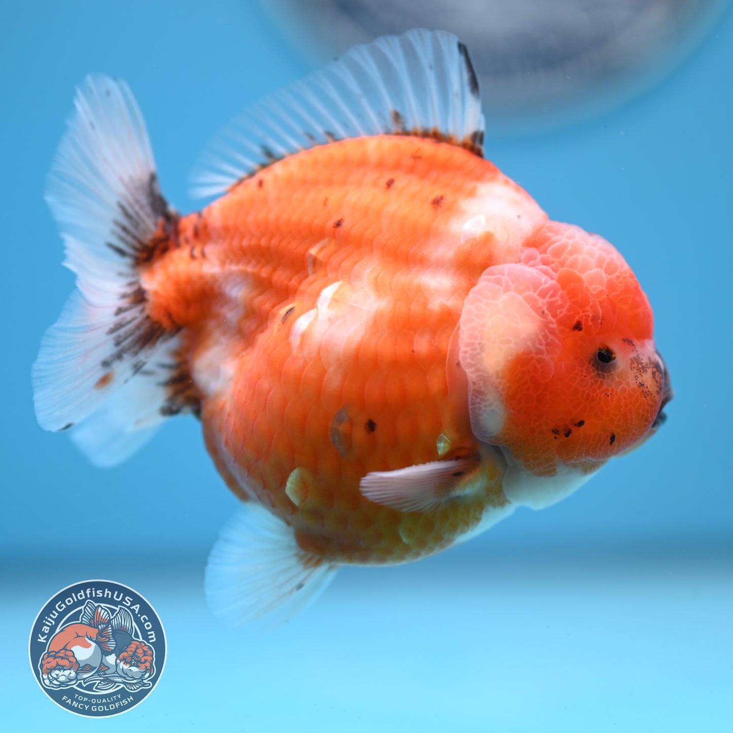 Shogun Tricolor Sakura Oranda 3.5 inches Body (250606_OR02)