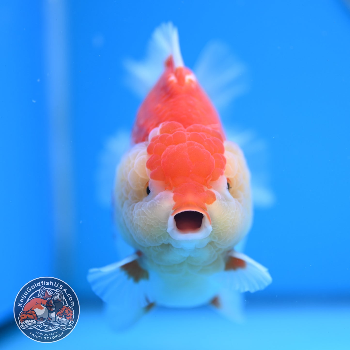 Deer Spot Red White Oranda 4 inches Body (250523_OR02)
