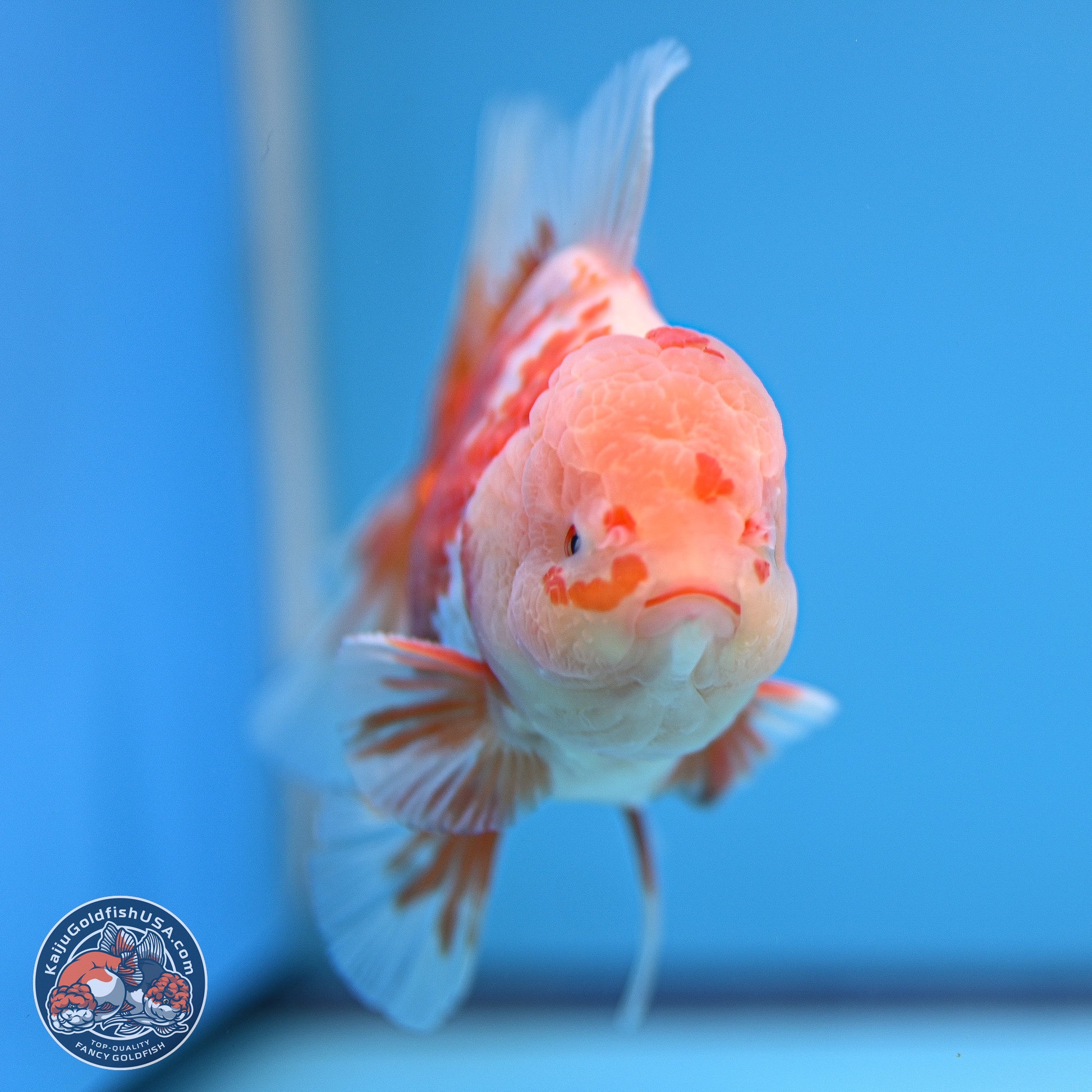 Red White Rose Tail Oranda 5 inches - Male (241129_OR02) - Kaiju Goldfish USA