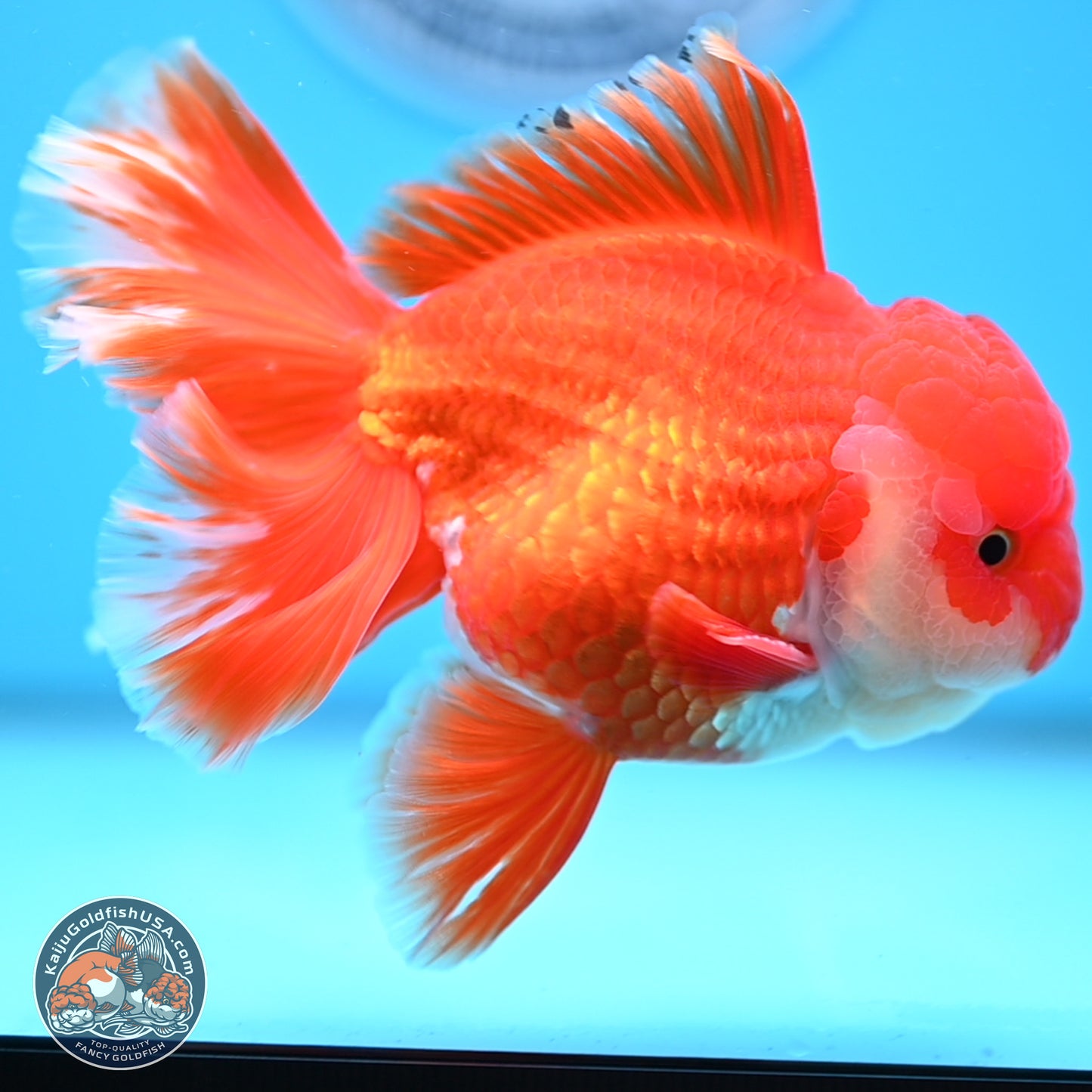 Red White Rose Tail Oranda 3.8 inches Body - Male (250314_OR02)