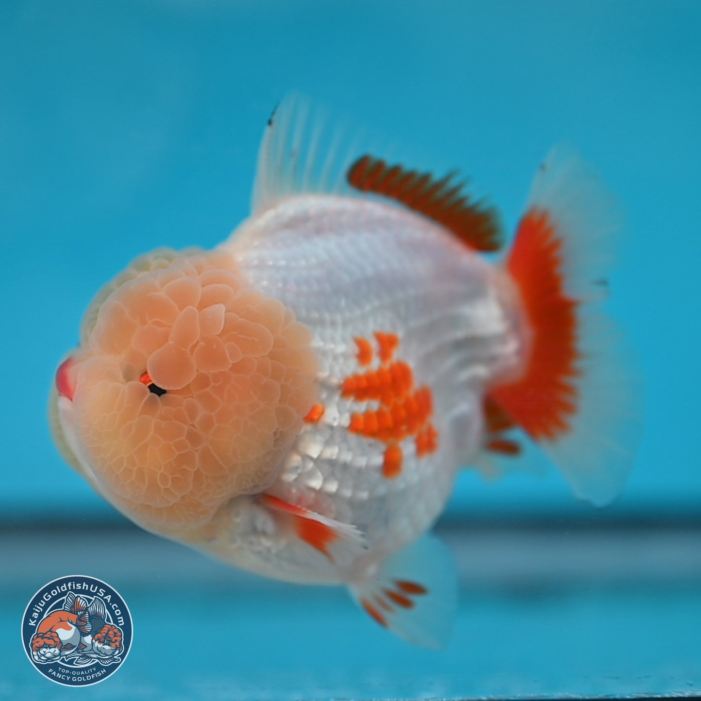 Jade Head Red White YuanBao Oranda 3.75 inches Body - Male (250131_OR02)