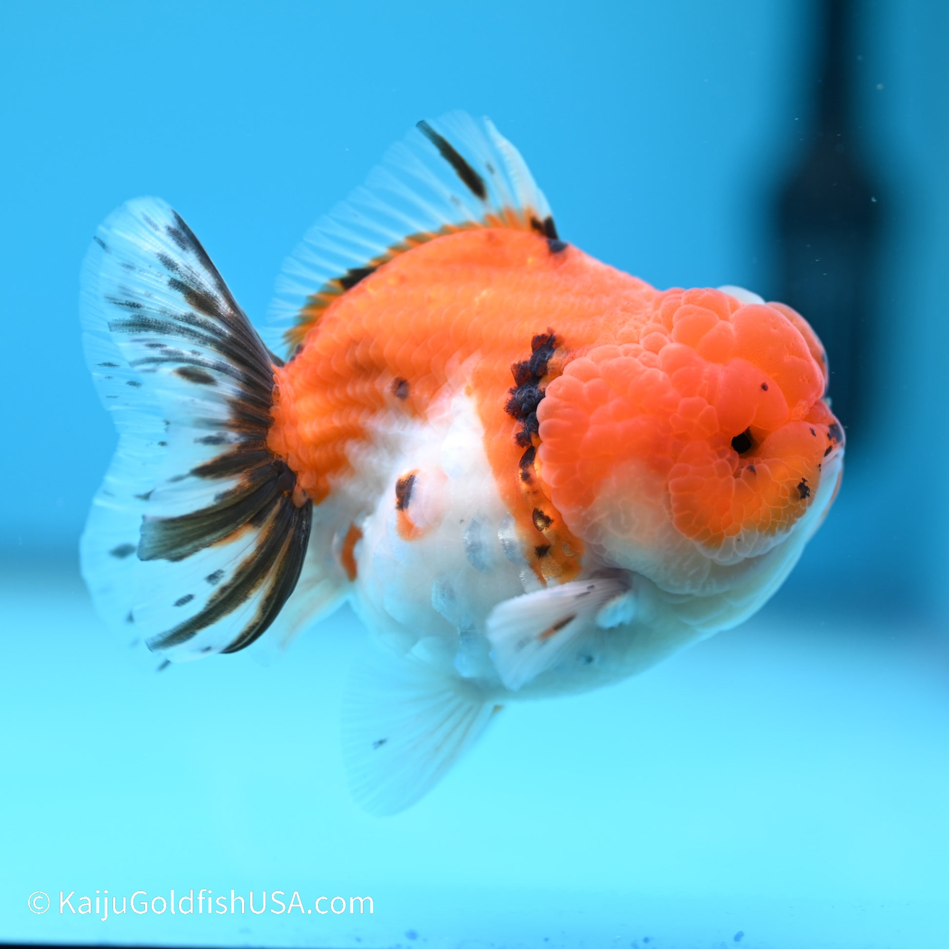 Tricolor Sakura YuanBao Oranda 3.5 inches (240517_OR02) - Kaiju Goldfish USA