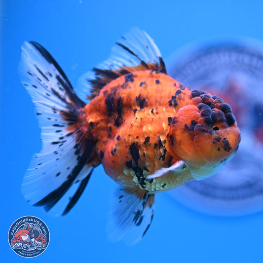 Shogun Tiger Rose Tail Oranda 3.5in Body (240802_OR02) - Kaiju Goldfish USA