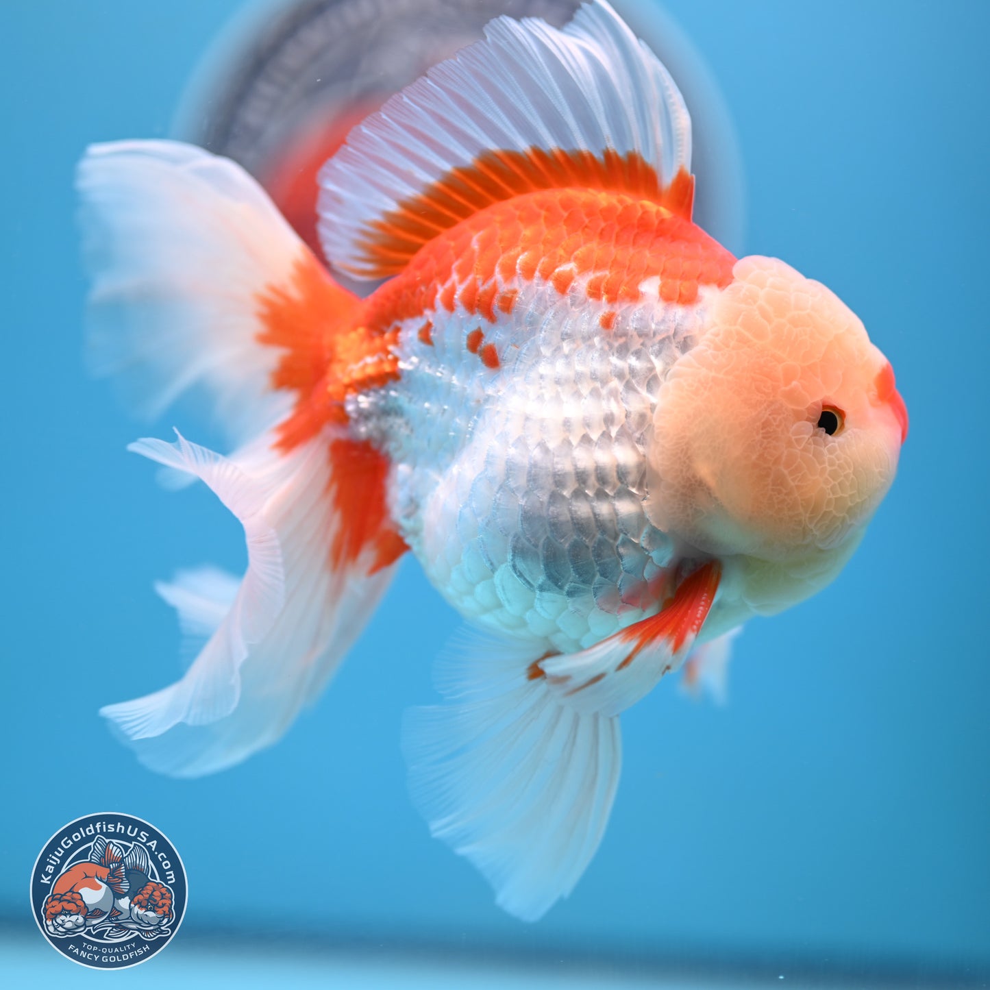 Red White Rose Tail Oranda 4-6 inches (240906_OR02) - Kaiju Goldfish USA