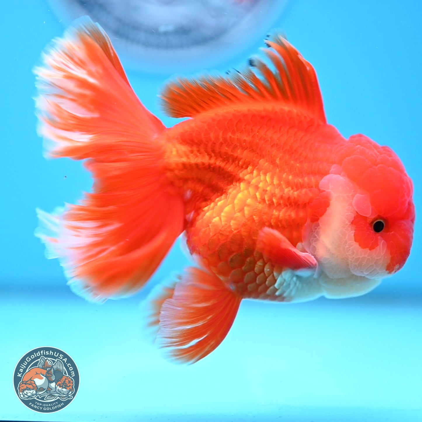Red White Rose Tail Oranda 3.8 inches Body - Male (250314_OR02)