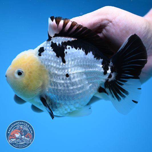 Panda Oranda 4.5 inch Body (250912_OR02)
