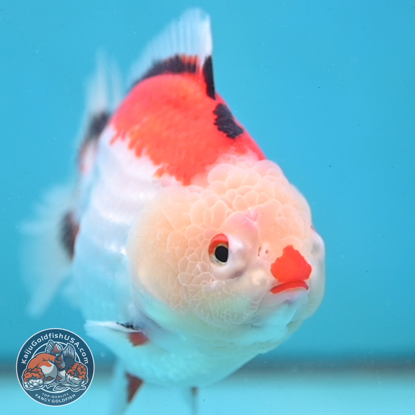 Jumbo Tricolor Oranda 5 inch Body (251003_OR02)
