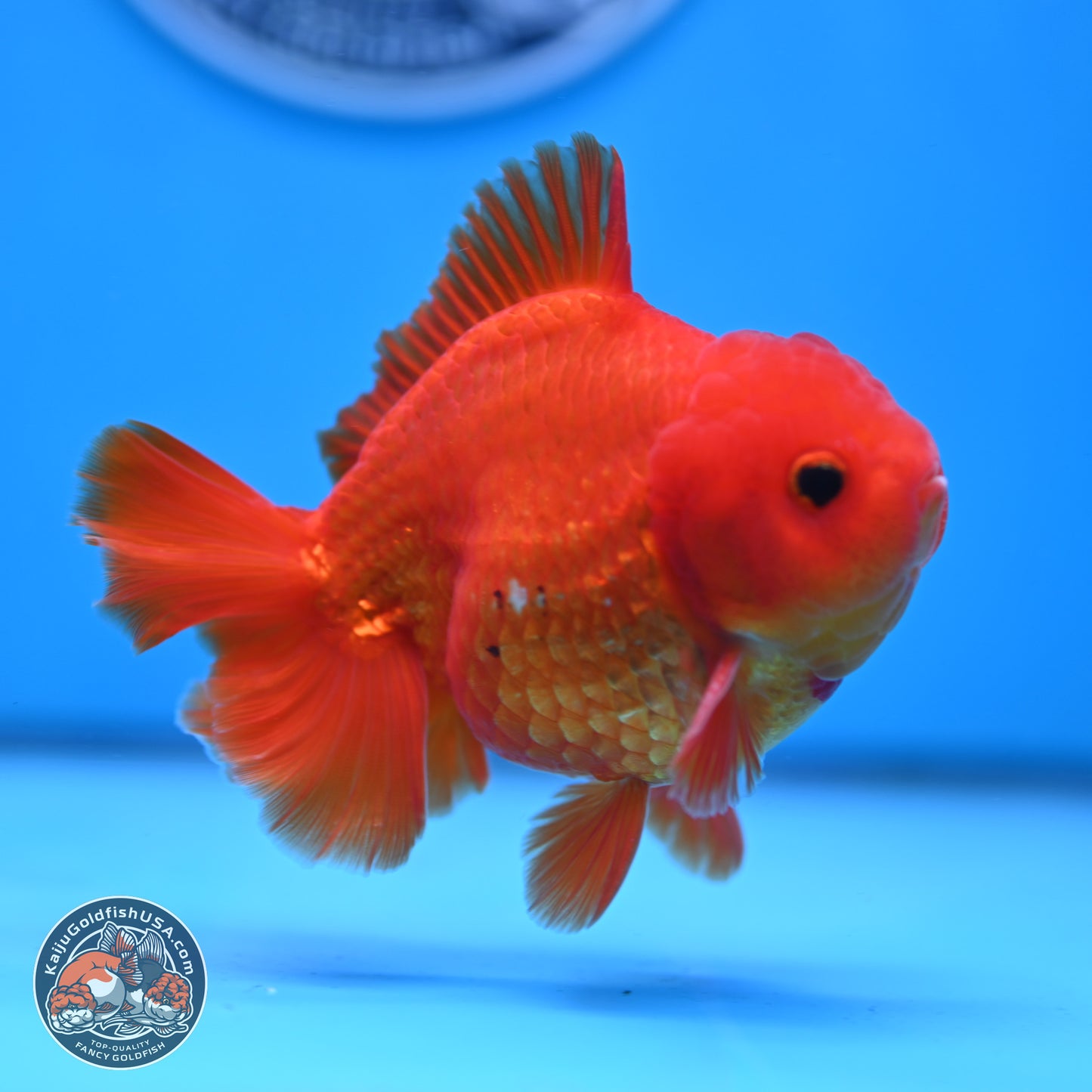 Classic Red YuanBao Oranda 4 inches Body - Male (250307_OR02)