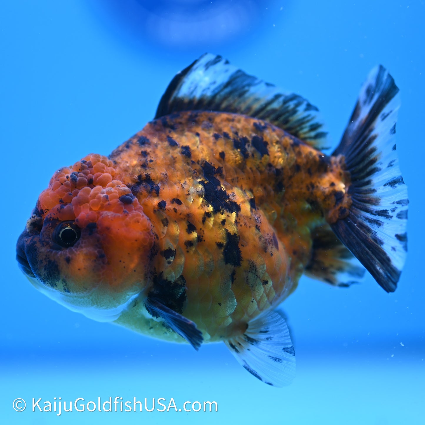 Shogun Godzilla Tiger Oranda 3.75in Body (240614_OR02) - Kaiju Goldfish USA