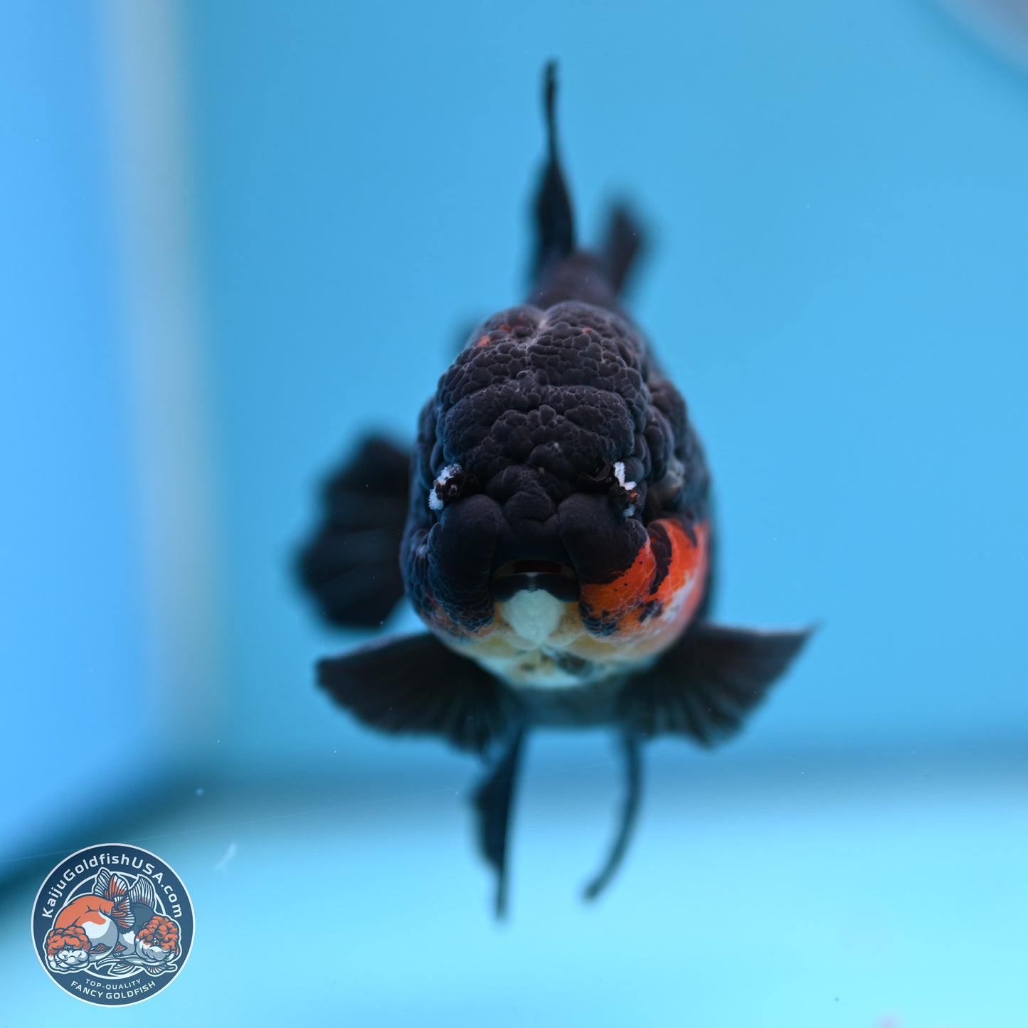 Tricolor Oranda 3.5in body (240809_OR02) - Kaiju Goldfish USA